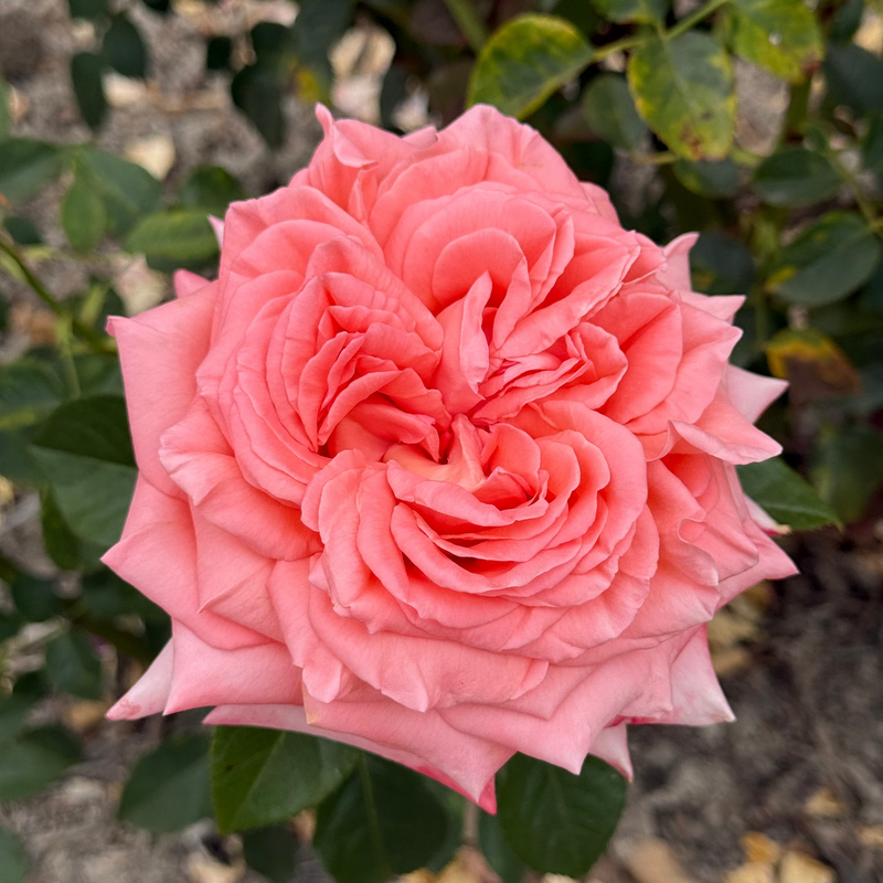 Heavenly Scented™ Bare Root Rose Bush