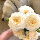 David Austin® Tranquillity Potted Tree Rose