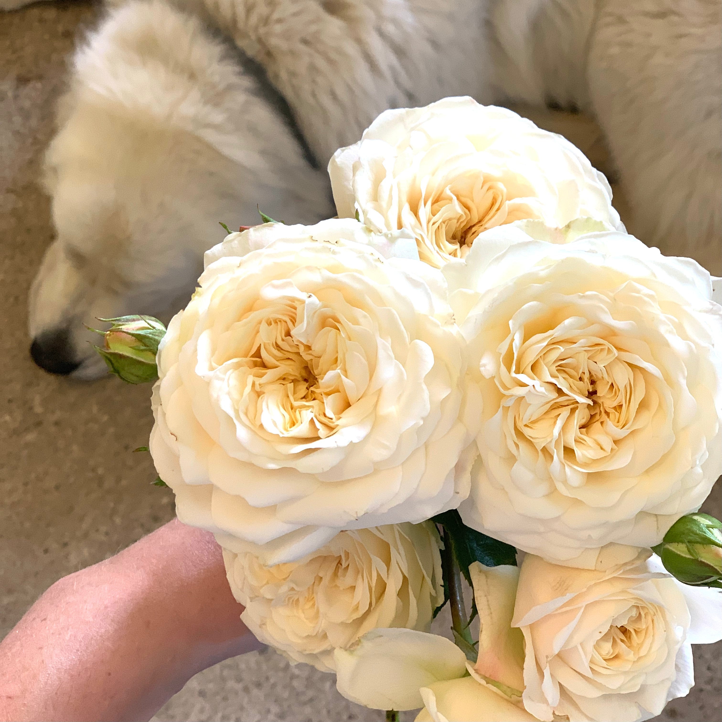 花漾蔷薇　PET Tranquillity Rose | David Austin White Rose | Grace Rose Farm