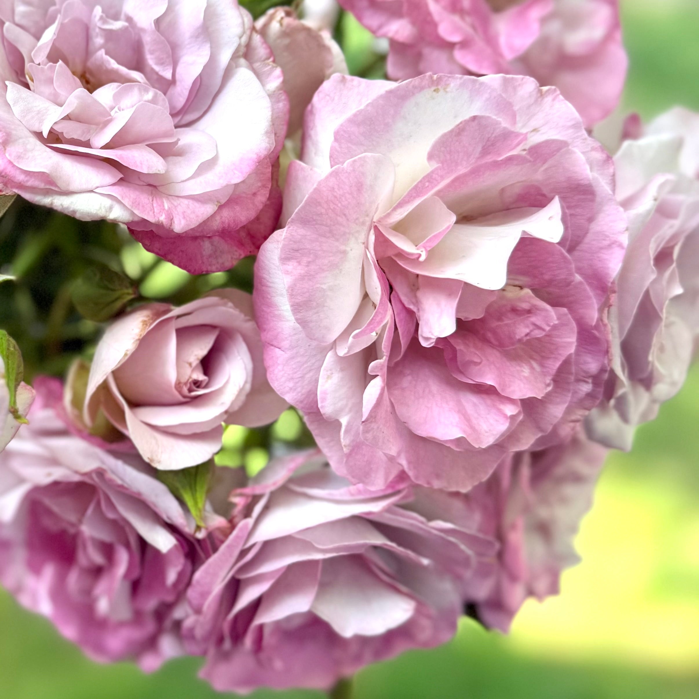 Nicole Carol Miller Bare Root Rose Bush - Grace Rose Farm