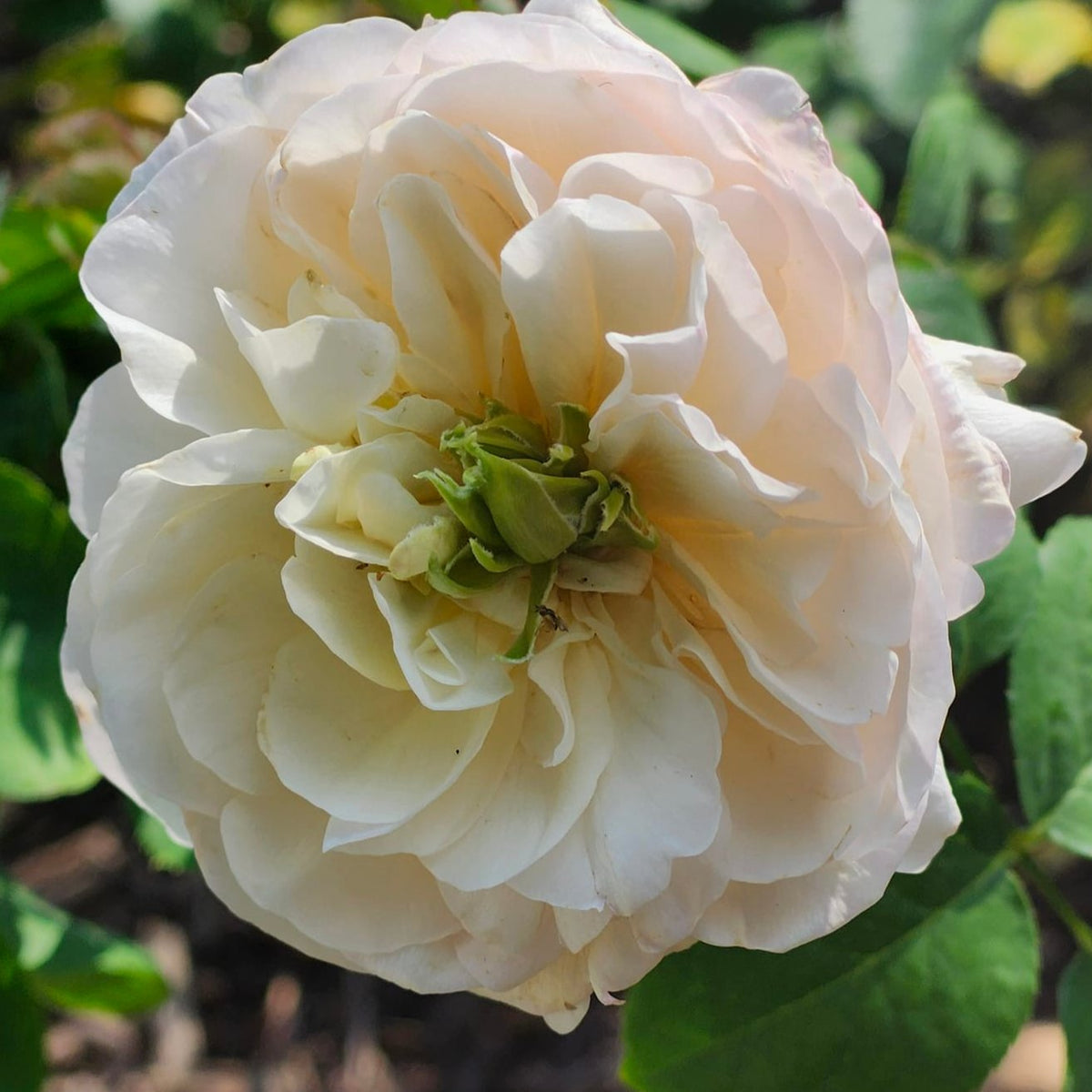 Tinkerbelle™ Potted Rose Bush