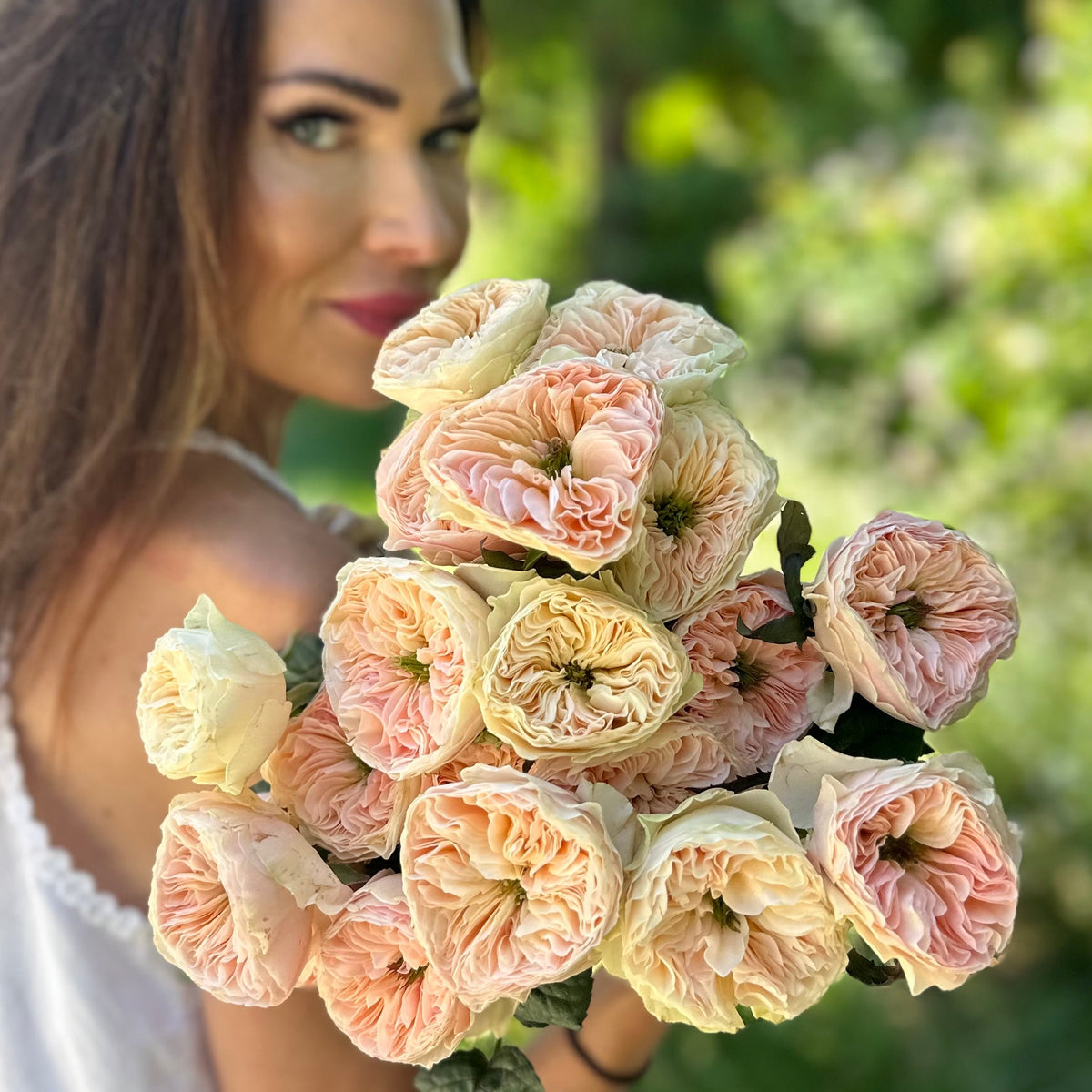 Tinkerbelle™ Potted Rose Bush