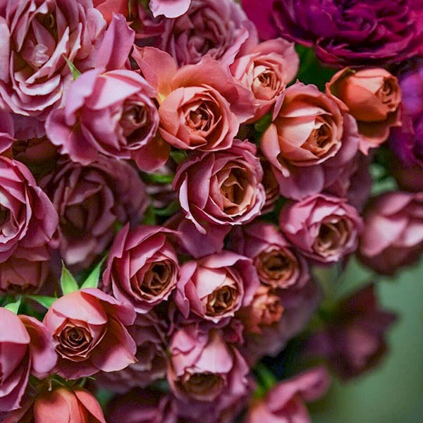 Wabara® Aoi Fuga Potted Rose Bush