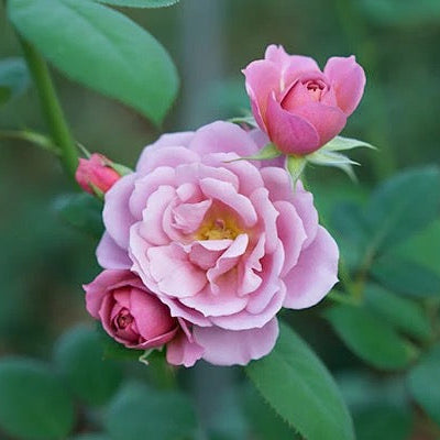 Wabara® Aoi Fuga Potted Rose Bush