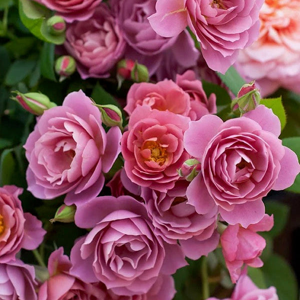 Wabara® Aoi Fuga Potted Rose Bush