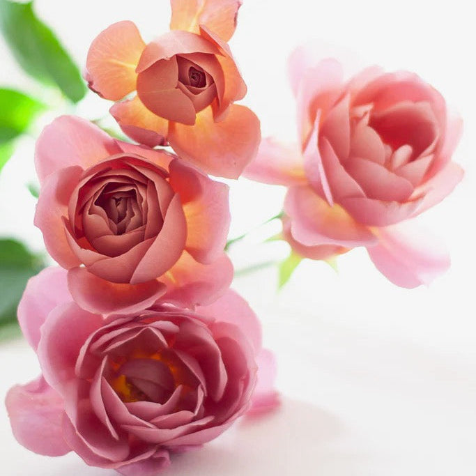 Wabara® Aoi Fuga Potted Rose Bush