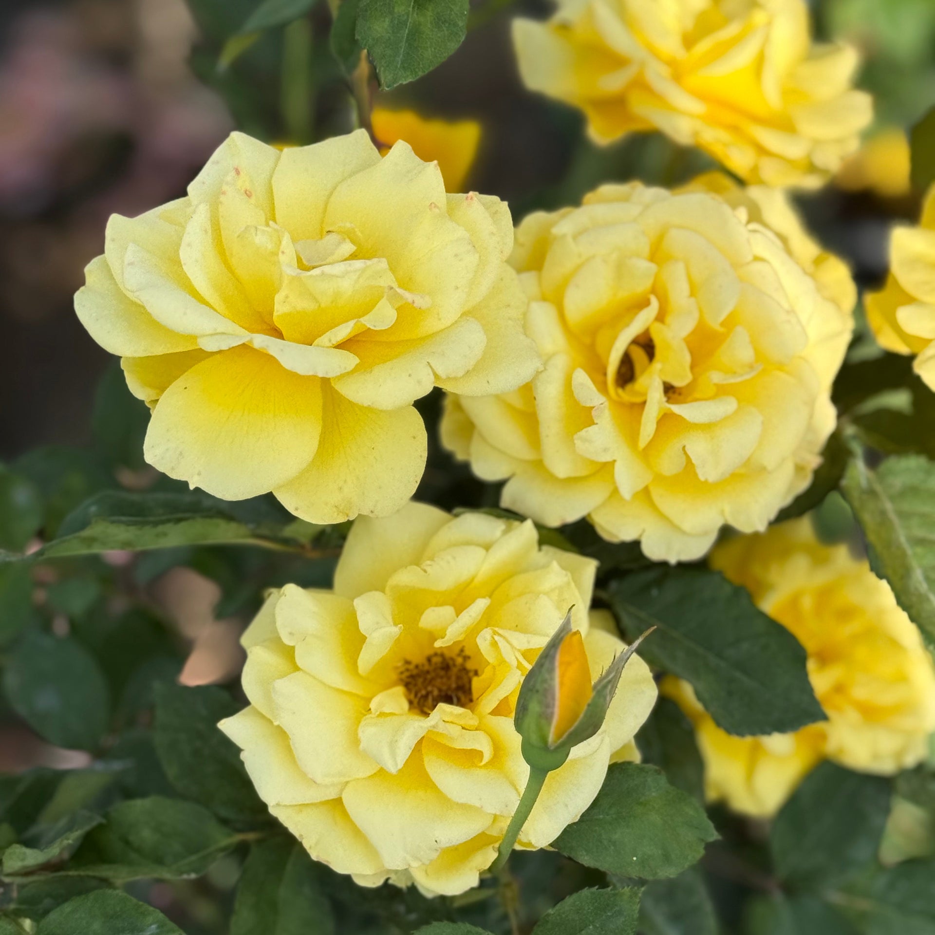 indoor rose plant yellow leaves Henry Fonda Potted Rose Bush | Yellow Rose Bush