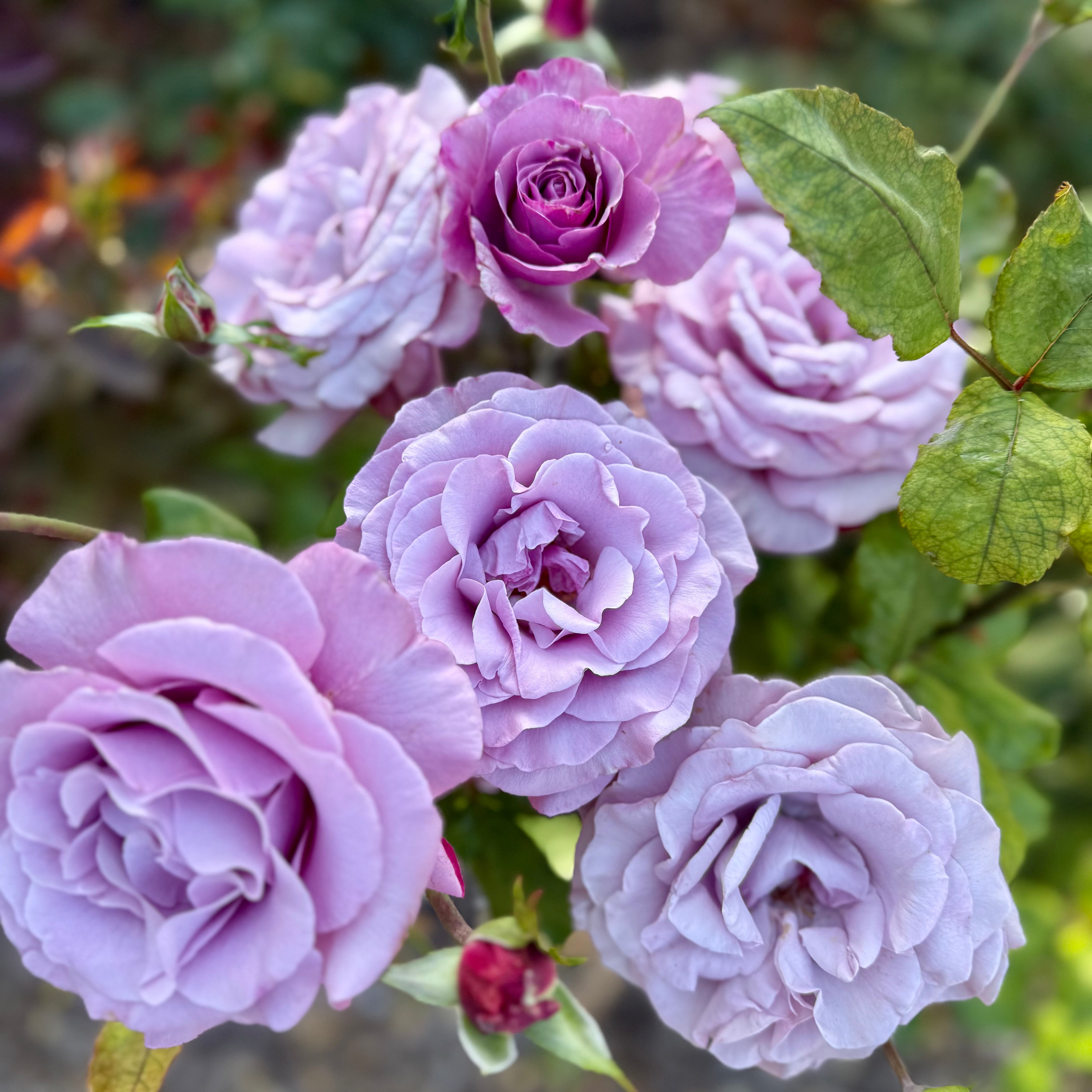 Neptune Tree Rose | Lavender Tree Rose | Grace Rose Farm