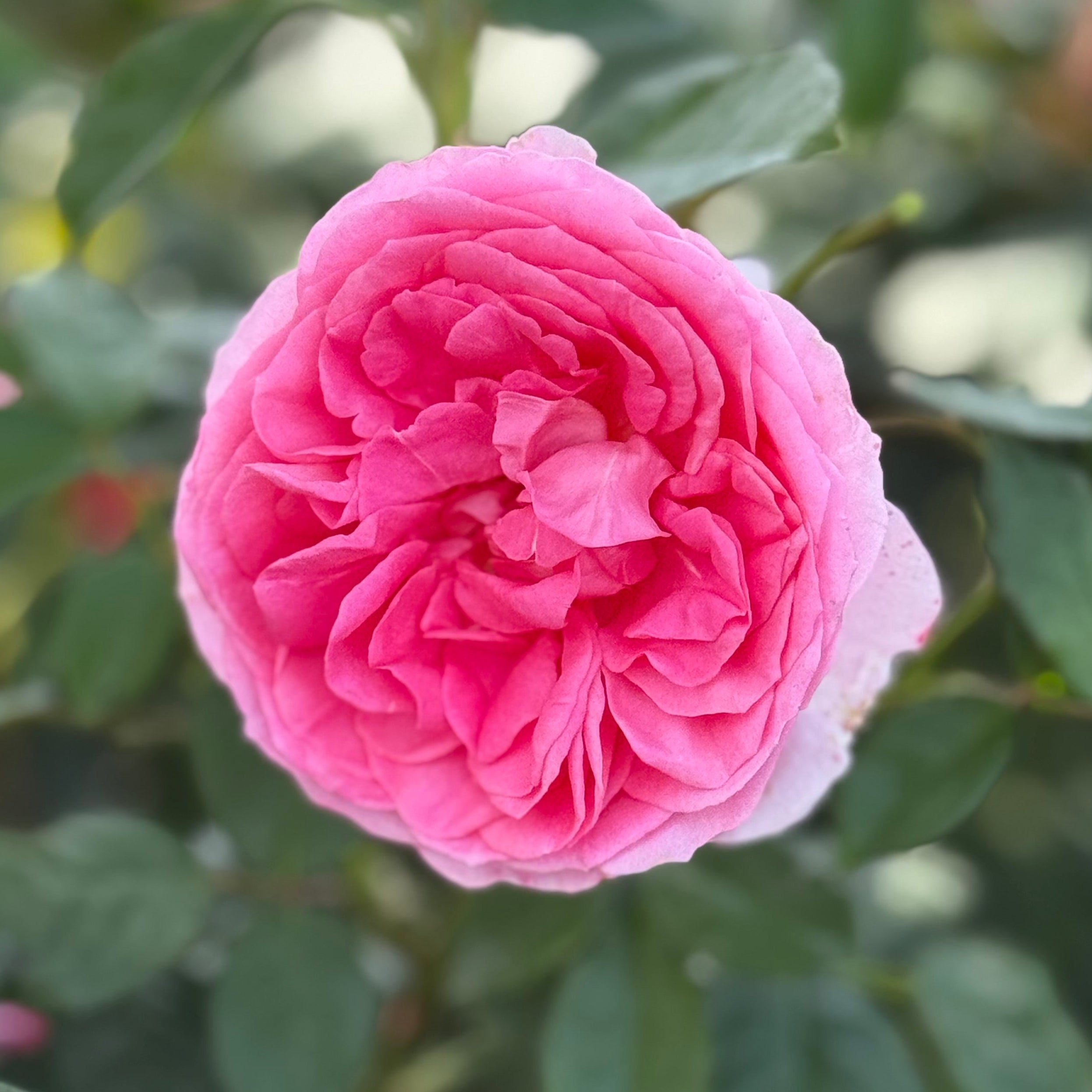 Miss Manners™ Potted Tree Rose