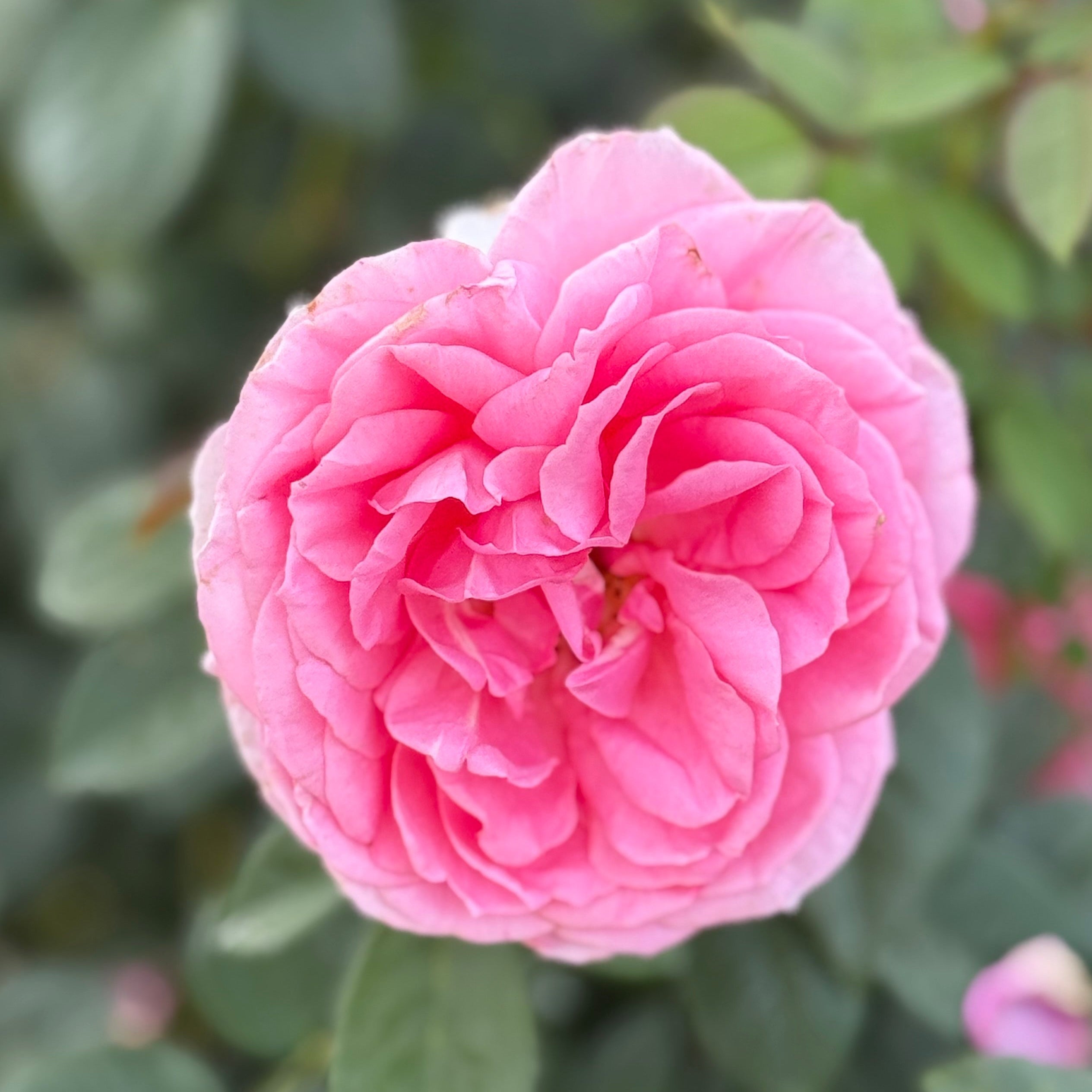Miss Manners™ Potted Tree Rose