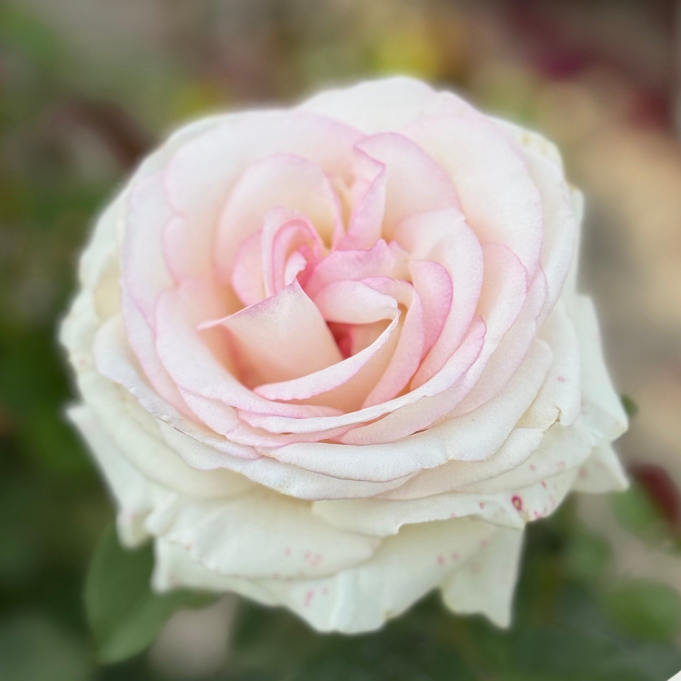 Moonstone® Potted Rose Bush
