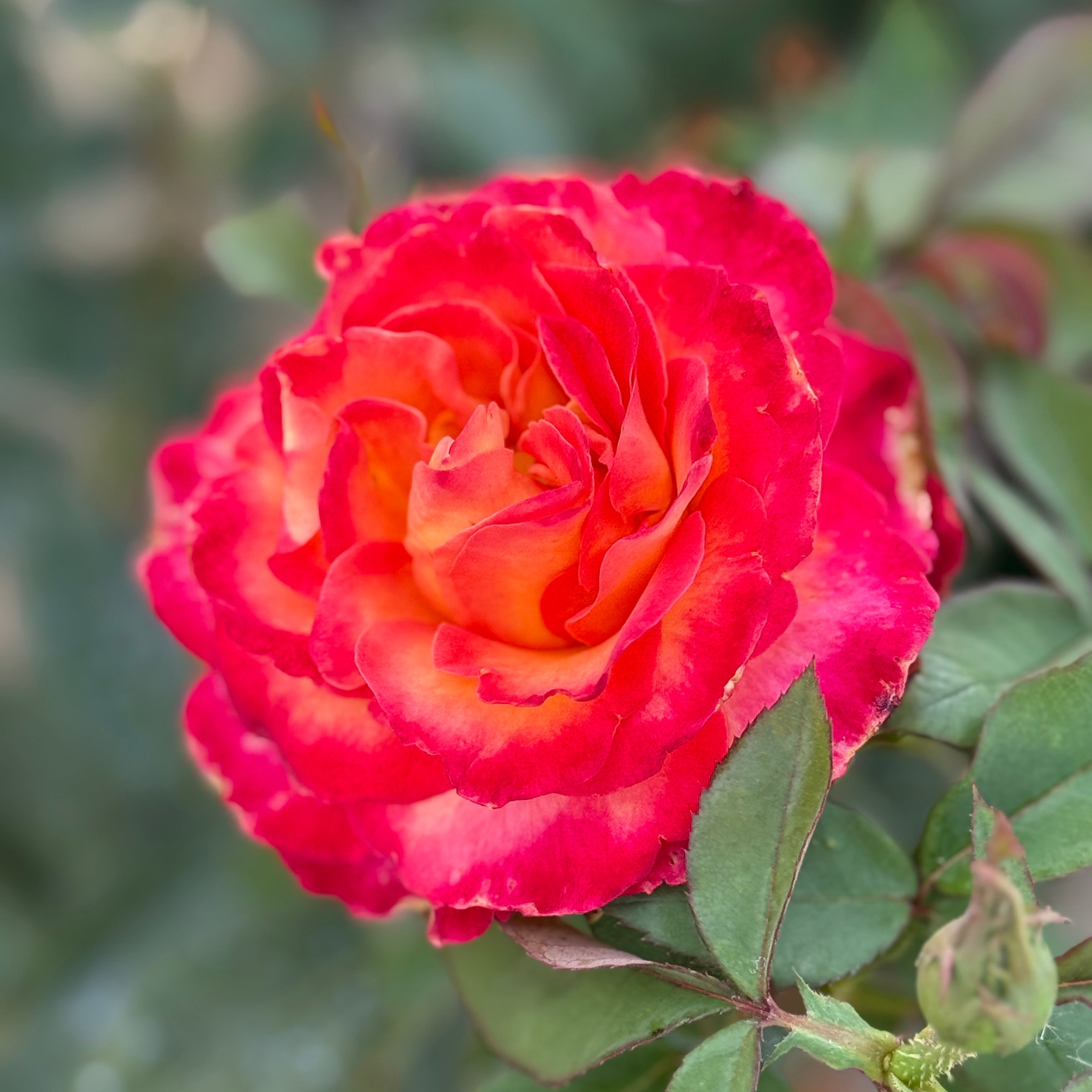 Perfect Moment Potted Rose Bush | Yellow Red Hybrid Tea Rose