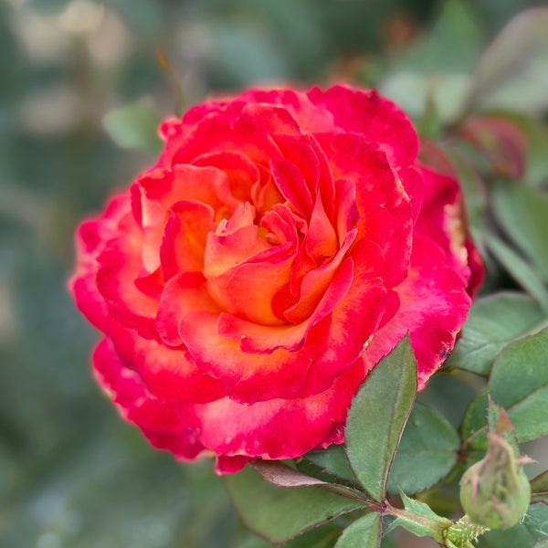 Perfect Moment Potted Rose Bush | Yellow Red Hybrid Tea Rose