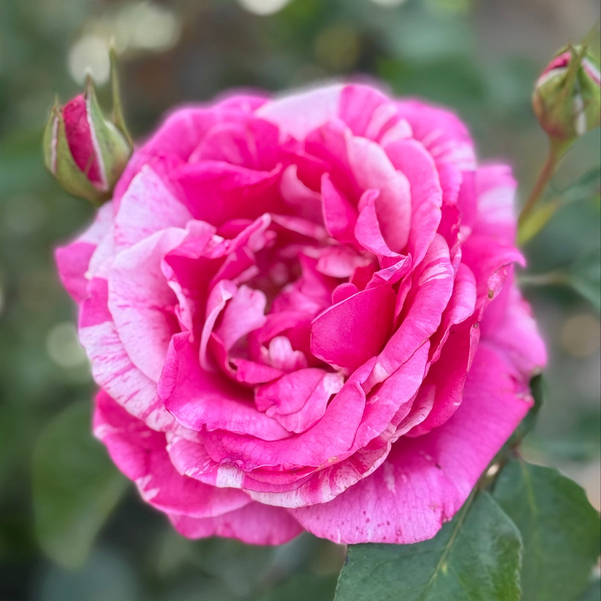 Parade Day™ Potted Rose Bush