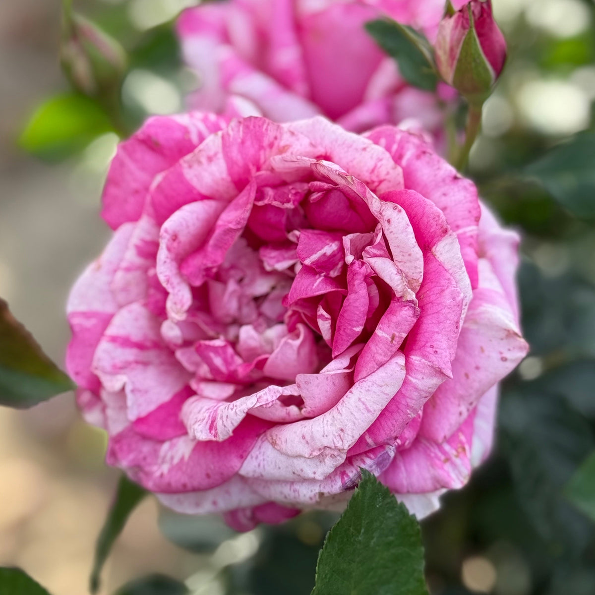 Parade Day™ Potted Rose Bush