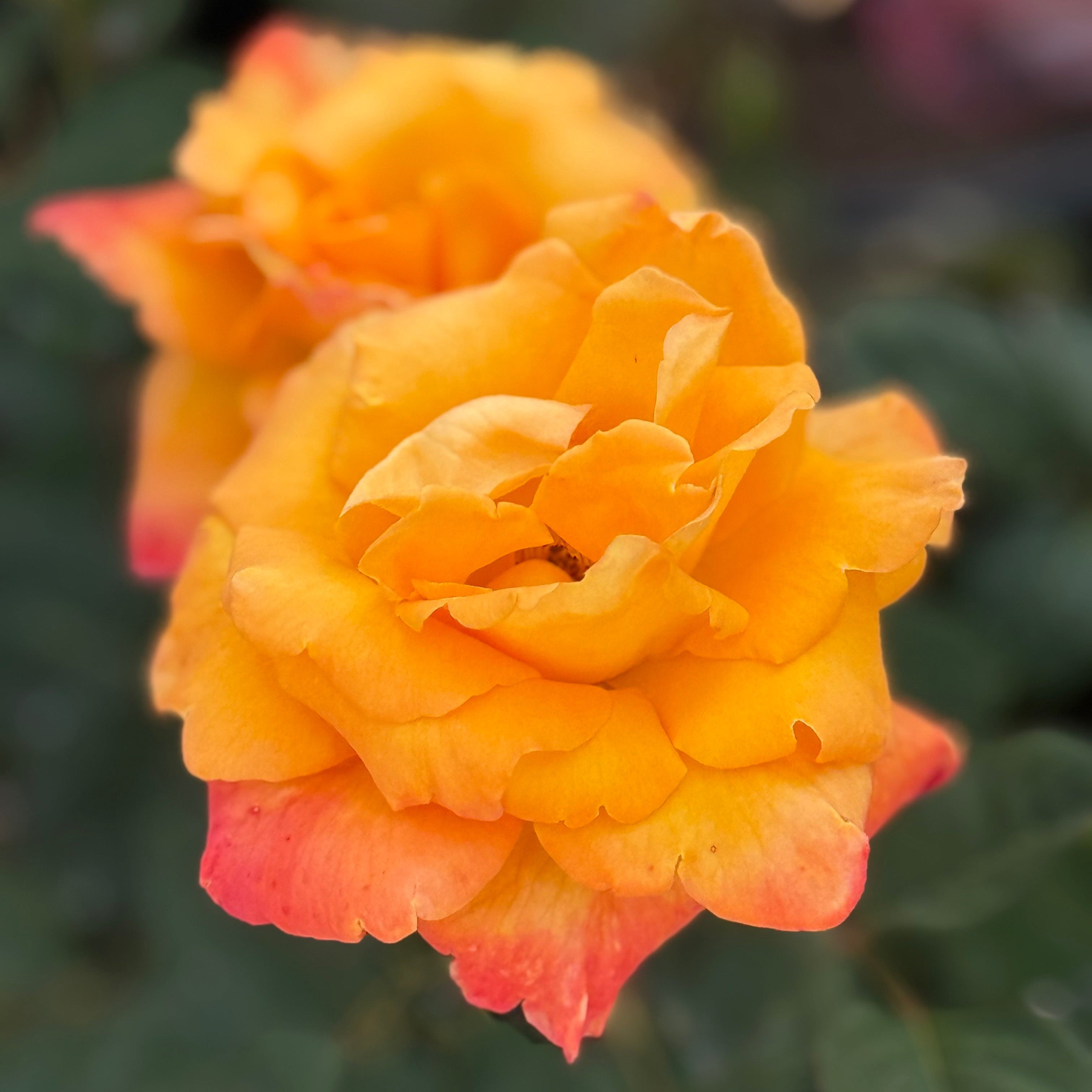 Chris Evert Bare Root Rose Bush