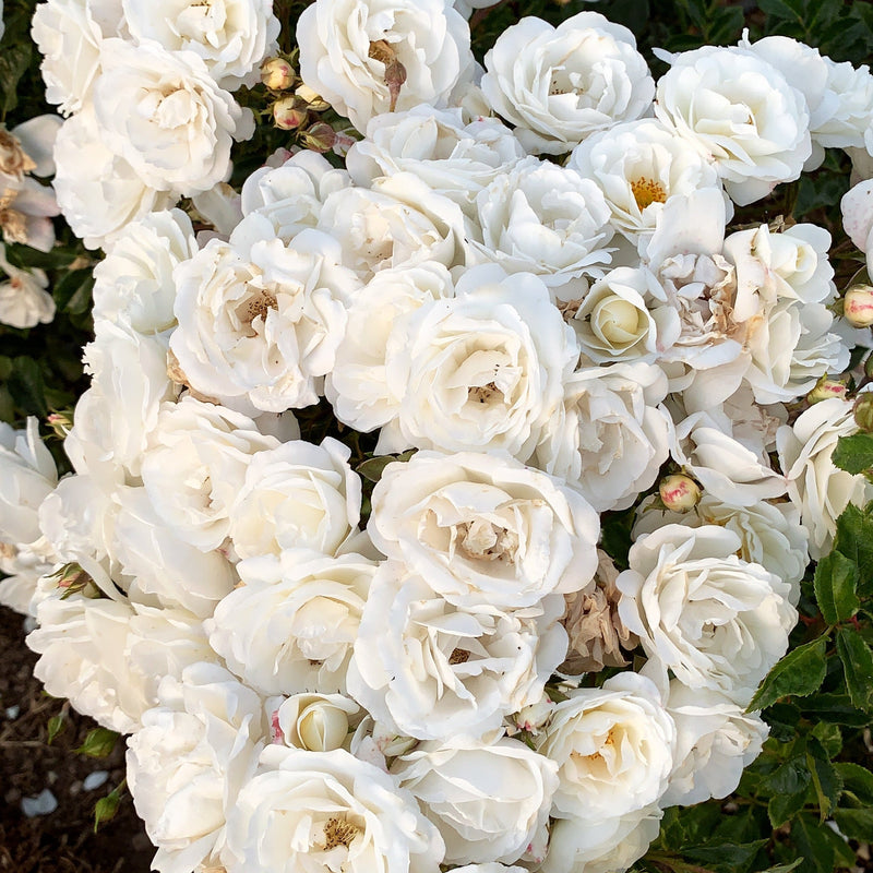 Pillow Fight™ Potted Rose Bush