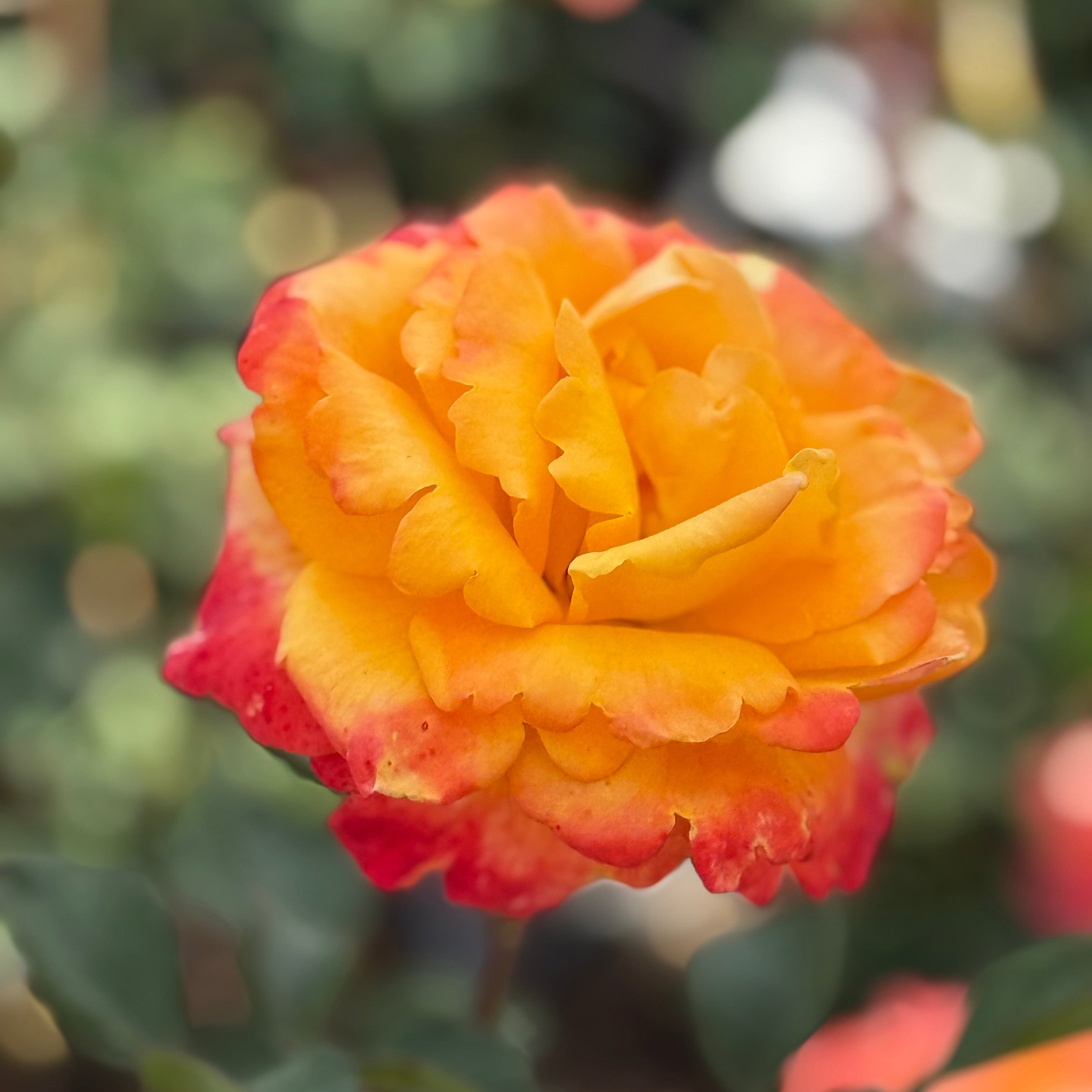 Chris Evert Bare Root Rose Bush