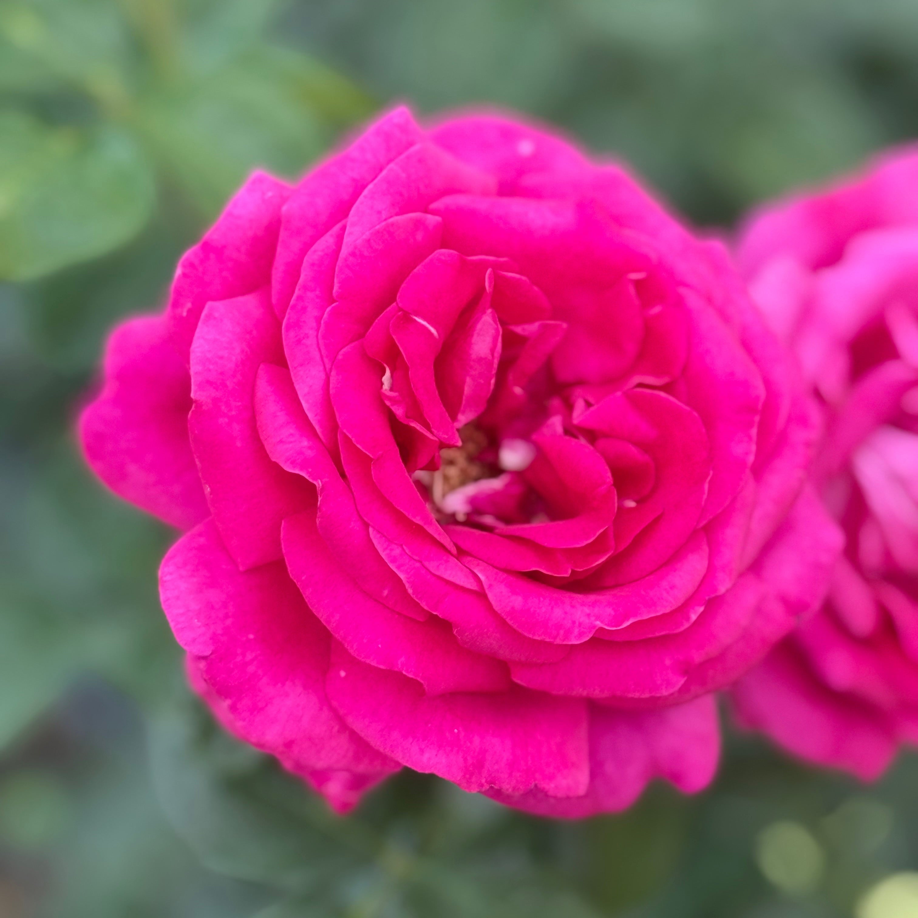 Della Reese Rose | Floribunda Rose Bush | Grace Rose Farm