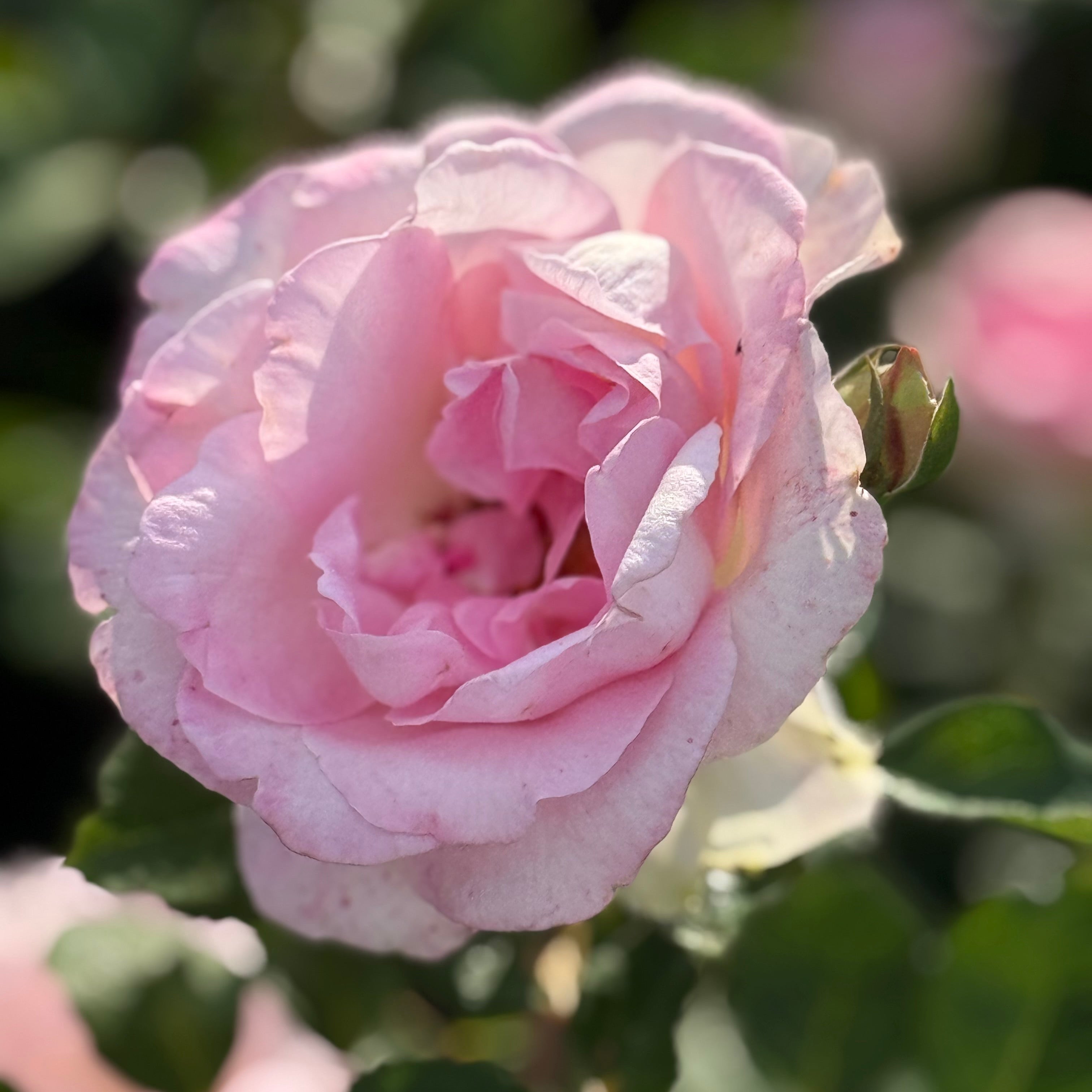 Eleganza® Beverly™  Potted Rose Bush