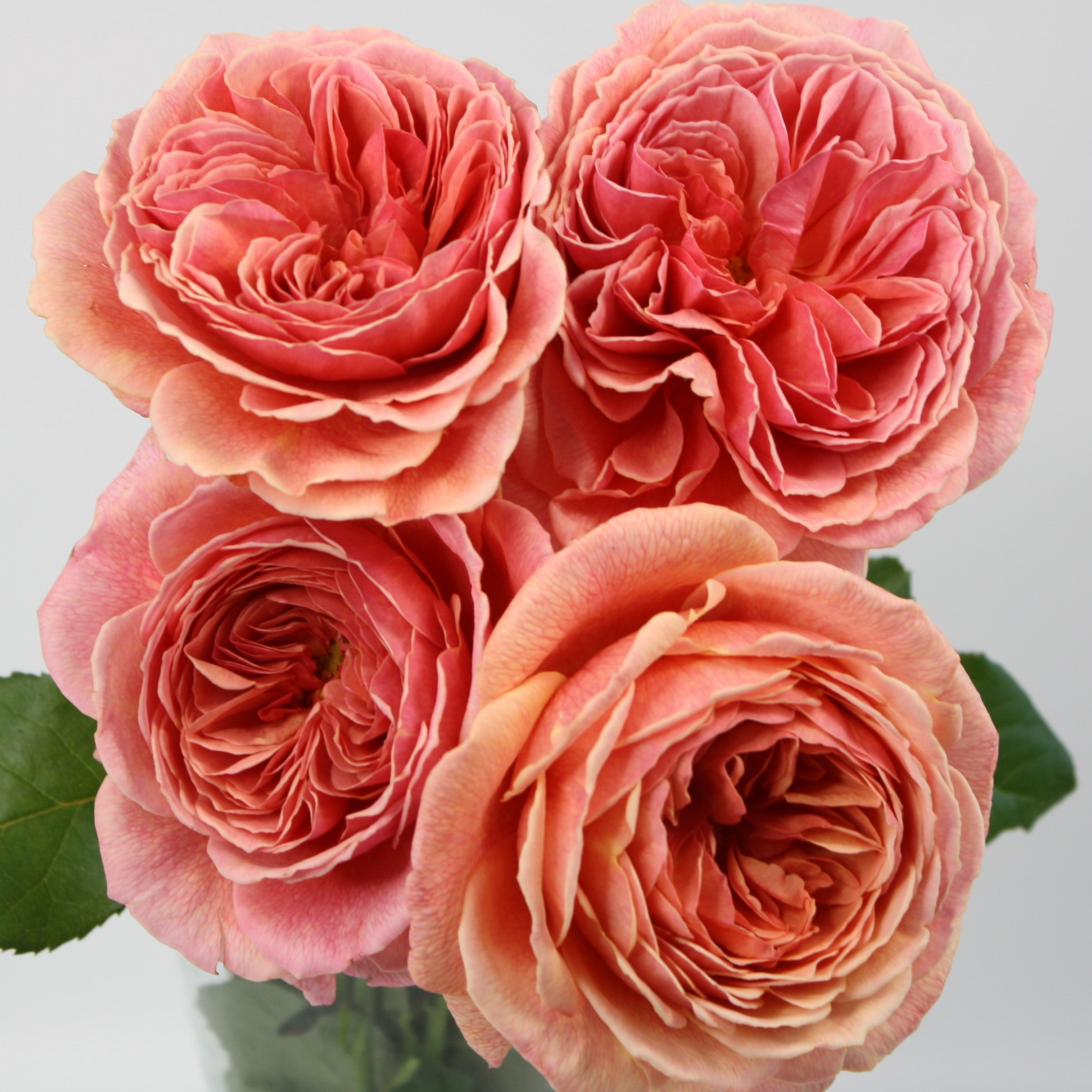 Wabara Kaolikazali Rose | Japanese Garden Rose | Grace Rose Farm