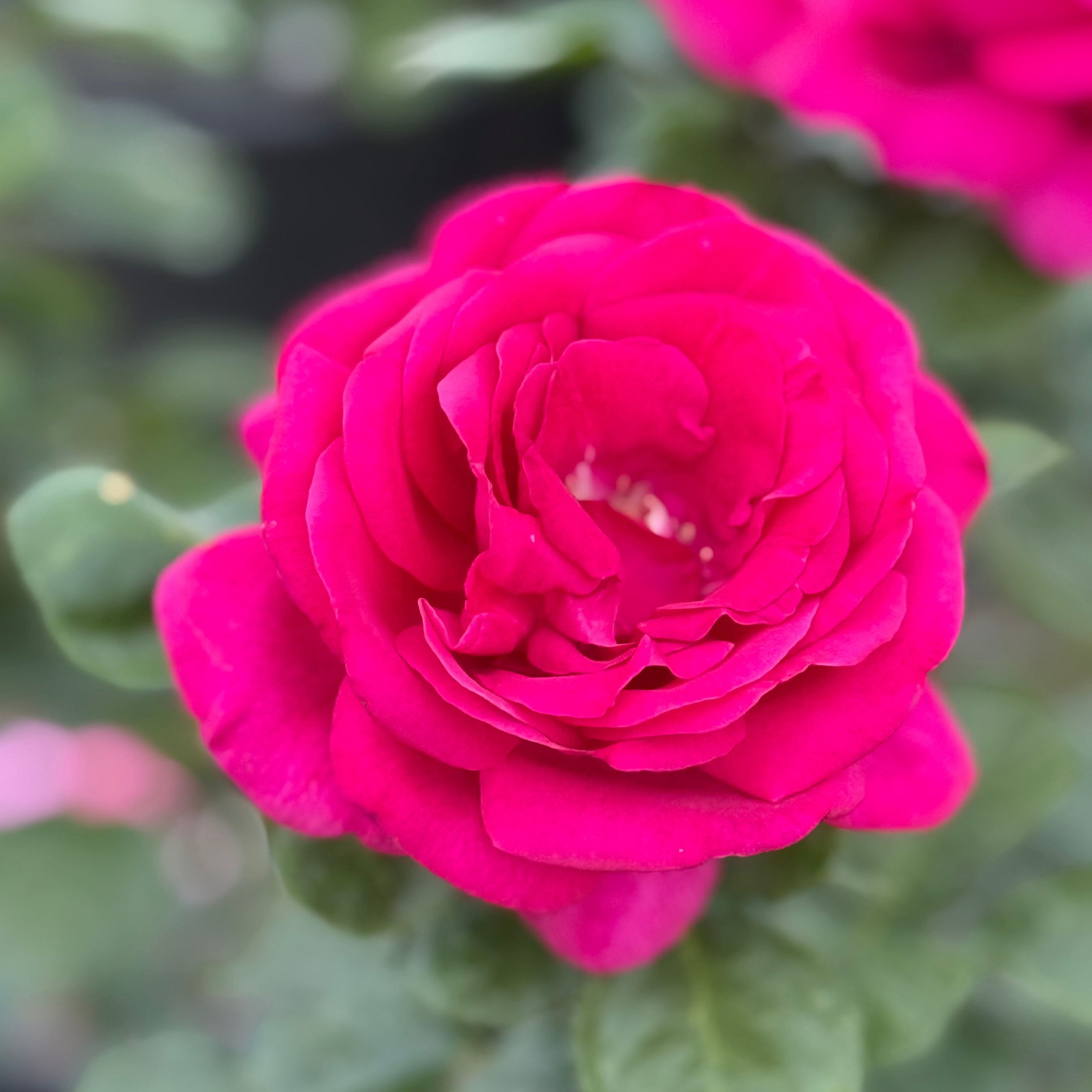 Della Reese ™ Potted Rose Bush