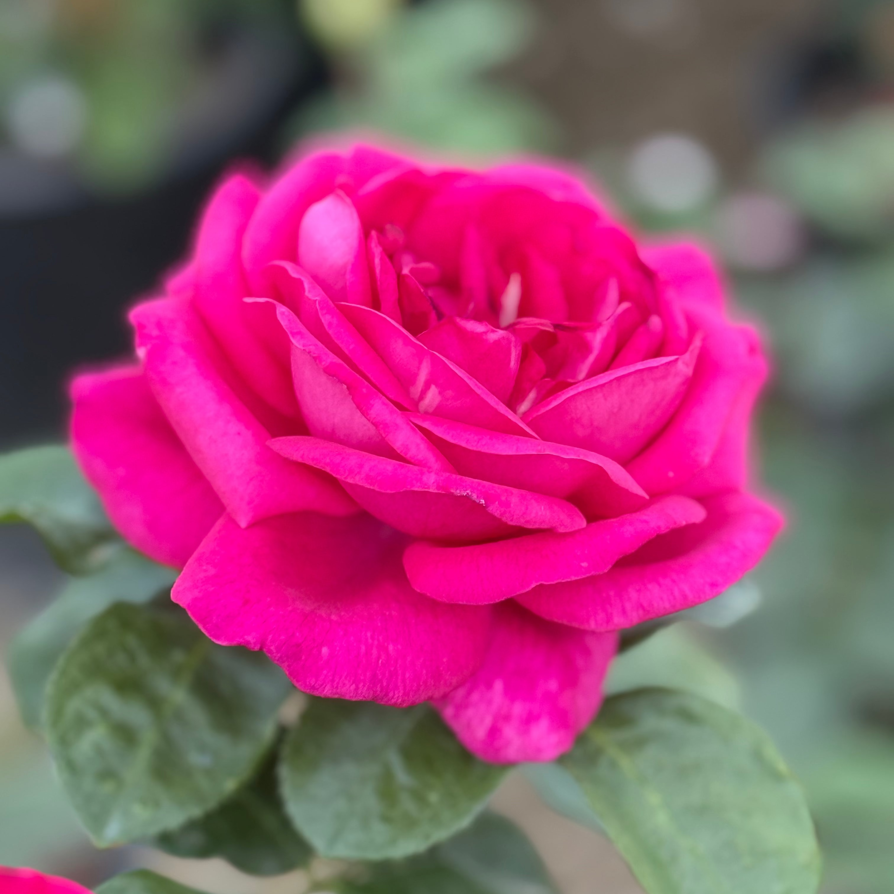 Della Reese ™ Potted Rose Bush