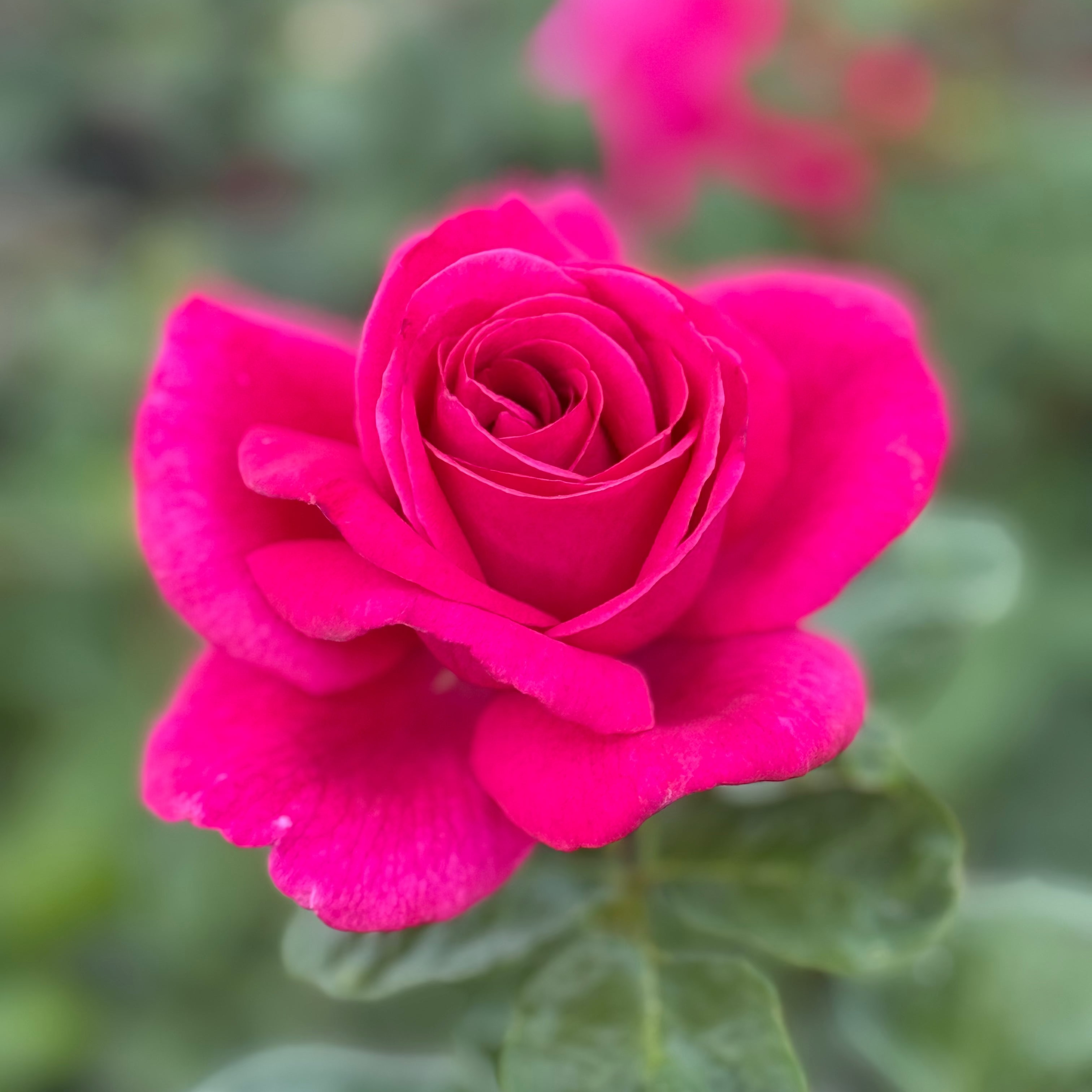 Della Reese ™ Potted Rose Bush