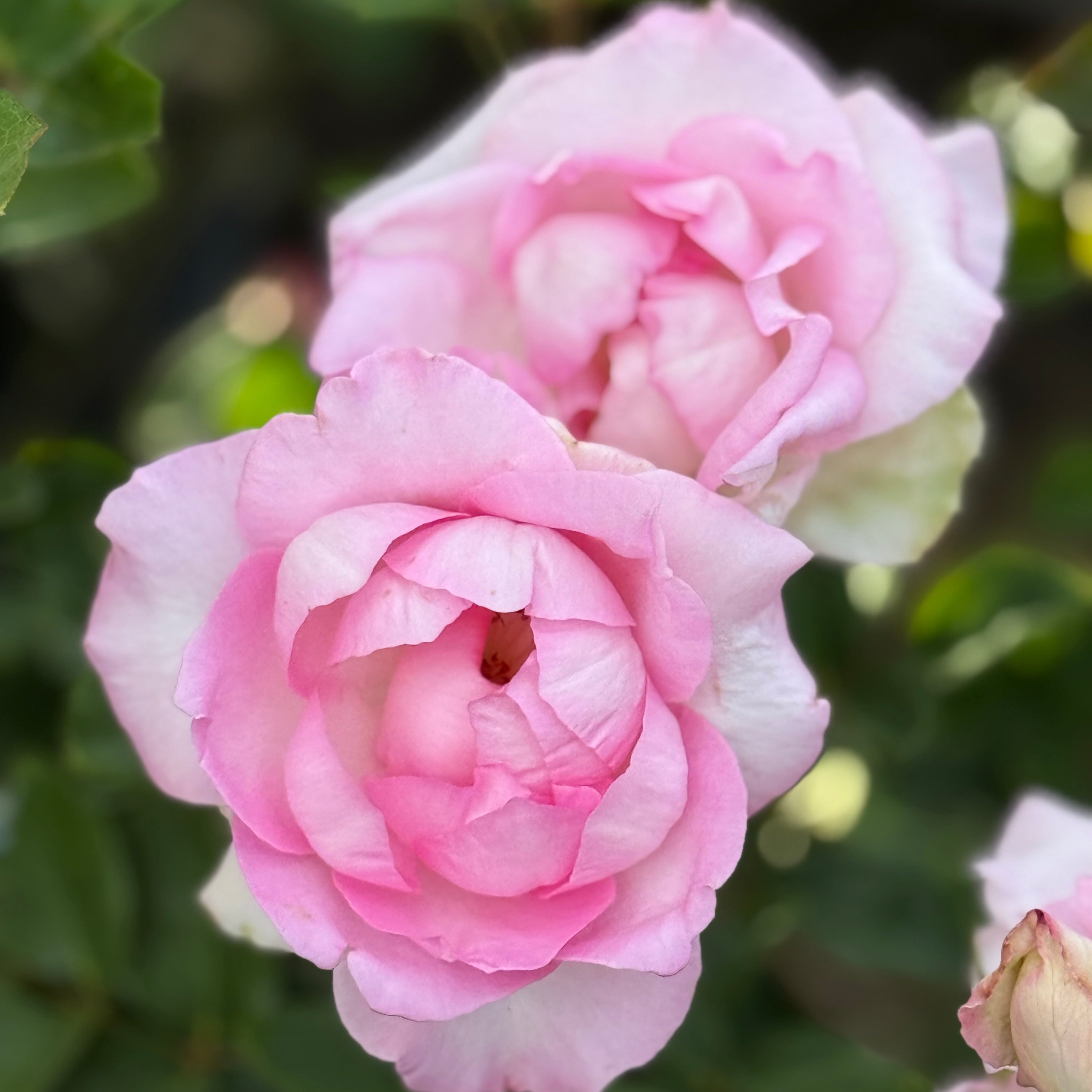 Eleganza® Beverly™  Potted Rose Bush