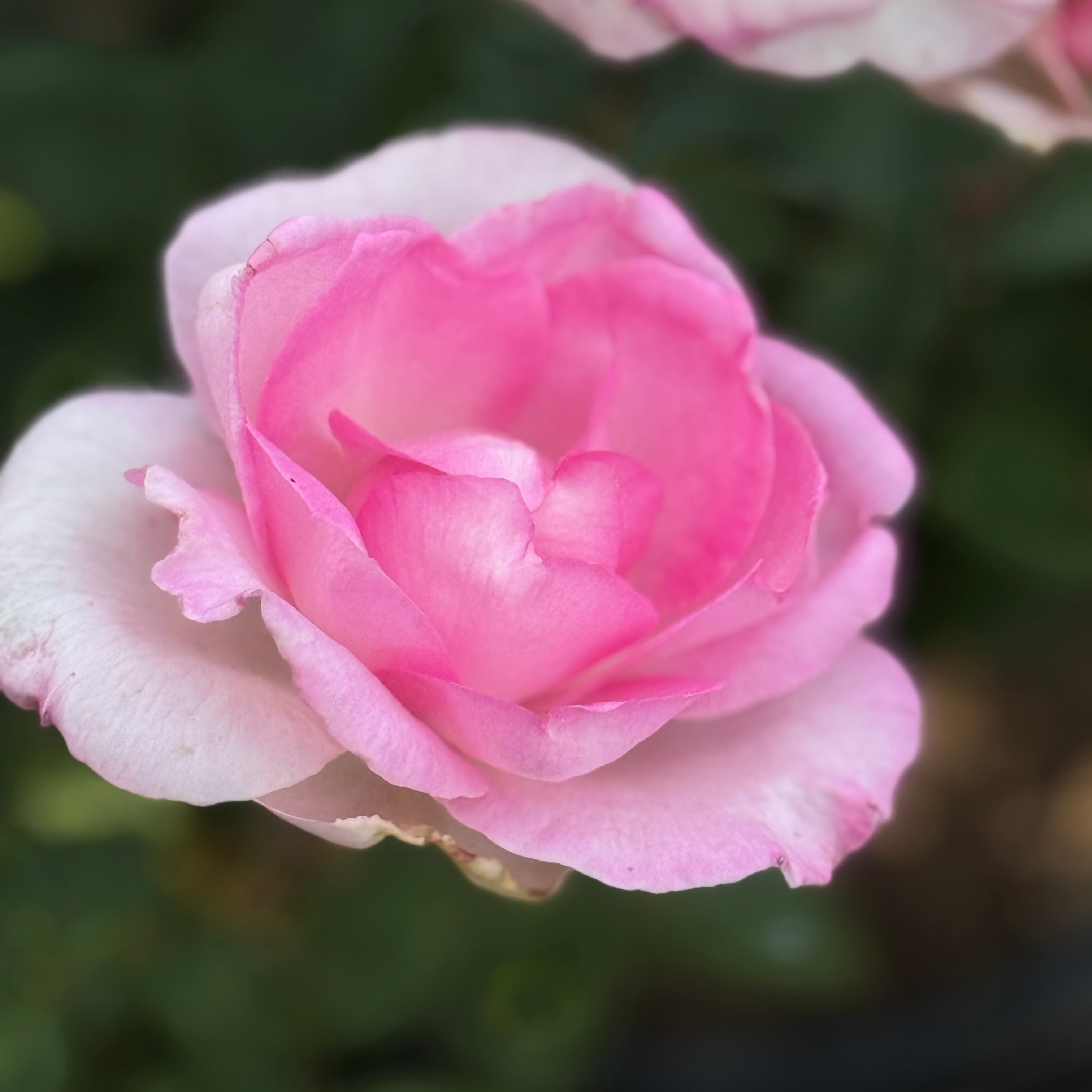 Eleganza® Beverly™  Potted Rose Bush
