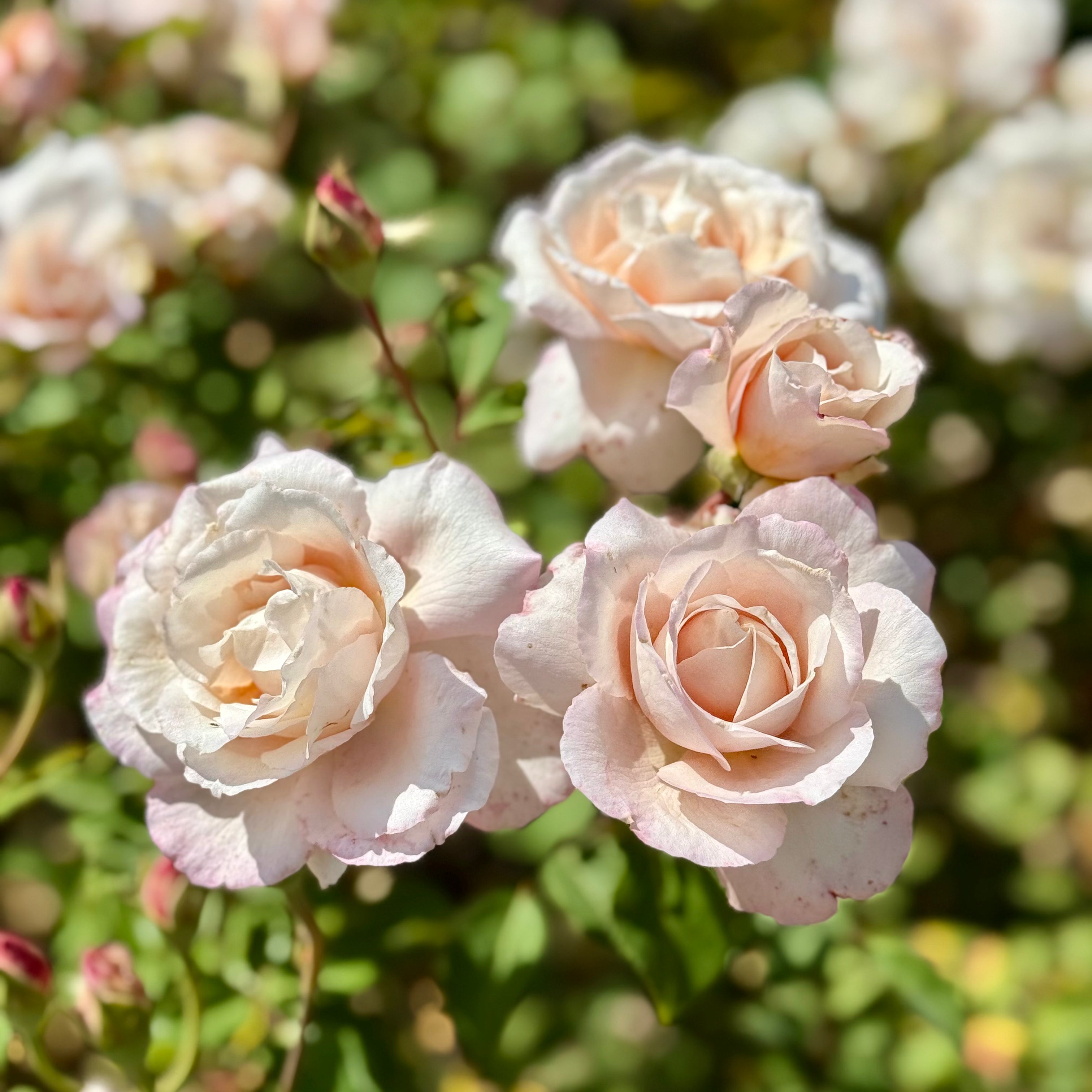 The Prospect of Happiness® Garden Color Stories™ Bundle of 3 Bare Root Roses