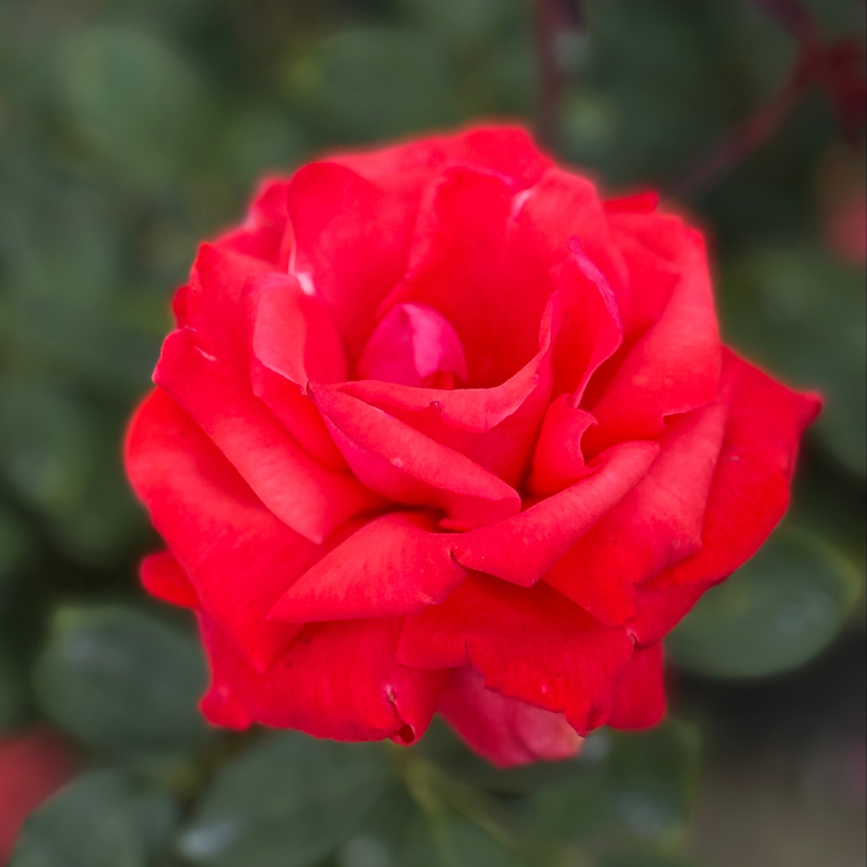 Dolly Parton Bare Root Rose Bush