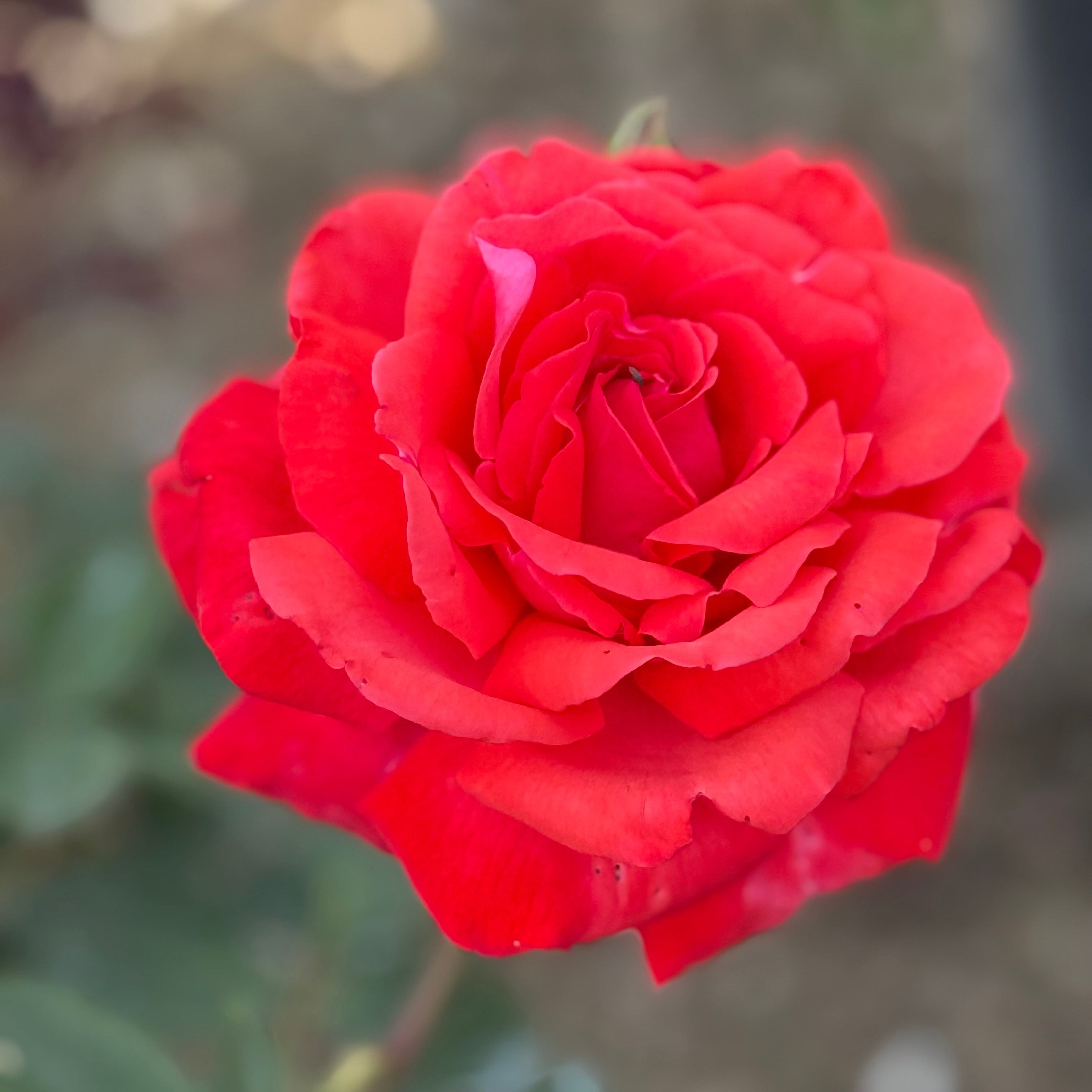 Dolly Parton Bare Root Rose Bush