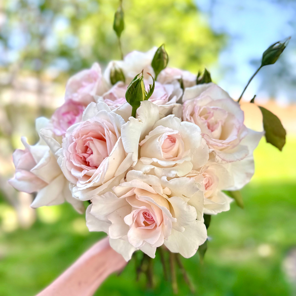 Secret's Out! Bare Root Rose Bush