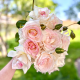 Bouquet of pink and white roses held by a person with a blurred green background