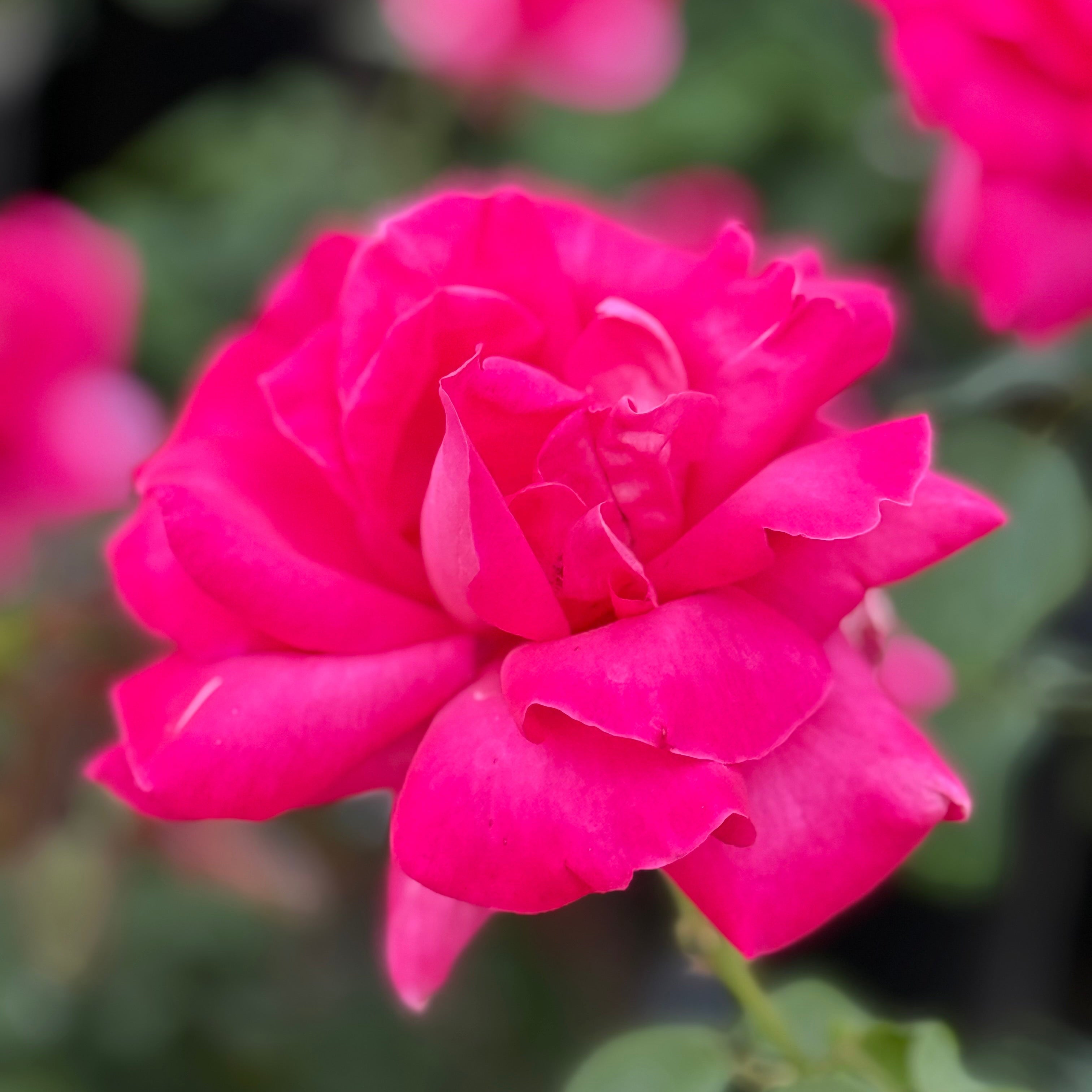 Miss All-American Beauty Tree Rose | Pink Tree Rose | Grace Rose Farm