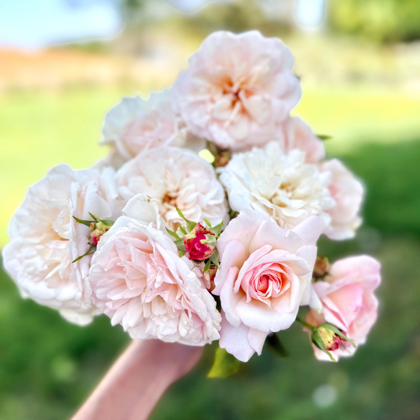 B.A.P Rose Aバージョン Bathsheba (Auschimbley) | English Climbing Rose | David Austin Roses