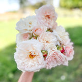 Gruss an Aachen Potted Rose Bush
