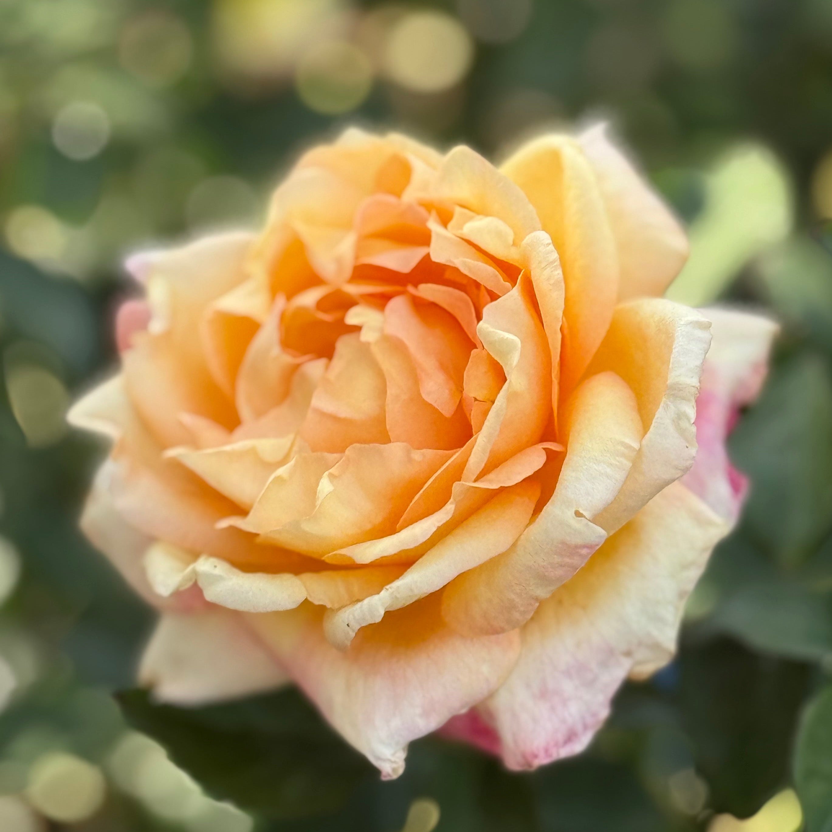 Maui Sunrise™ Potted Rose Bush