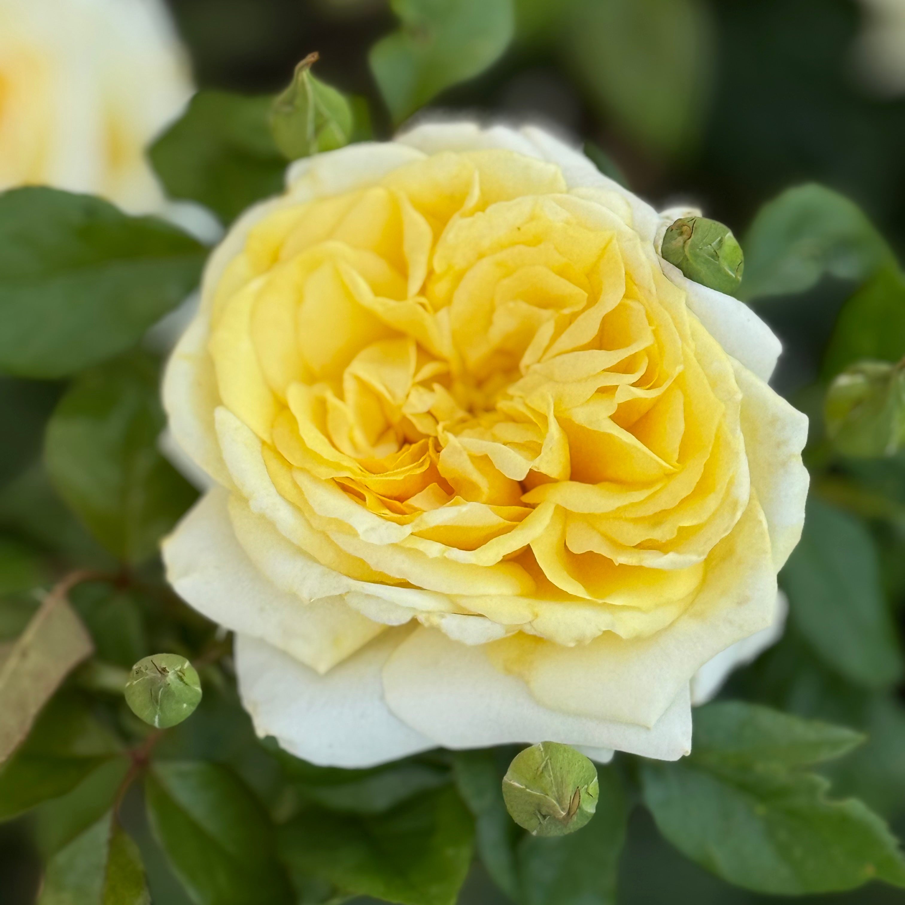 ばらエレガント9 Lemontini Potted Rose Bush | Yellow Rose Bush