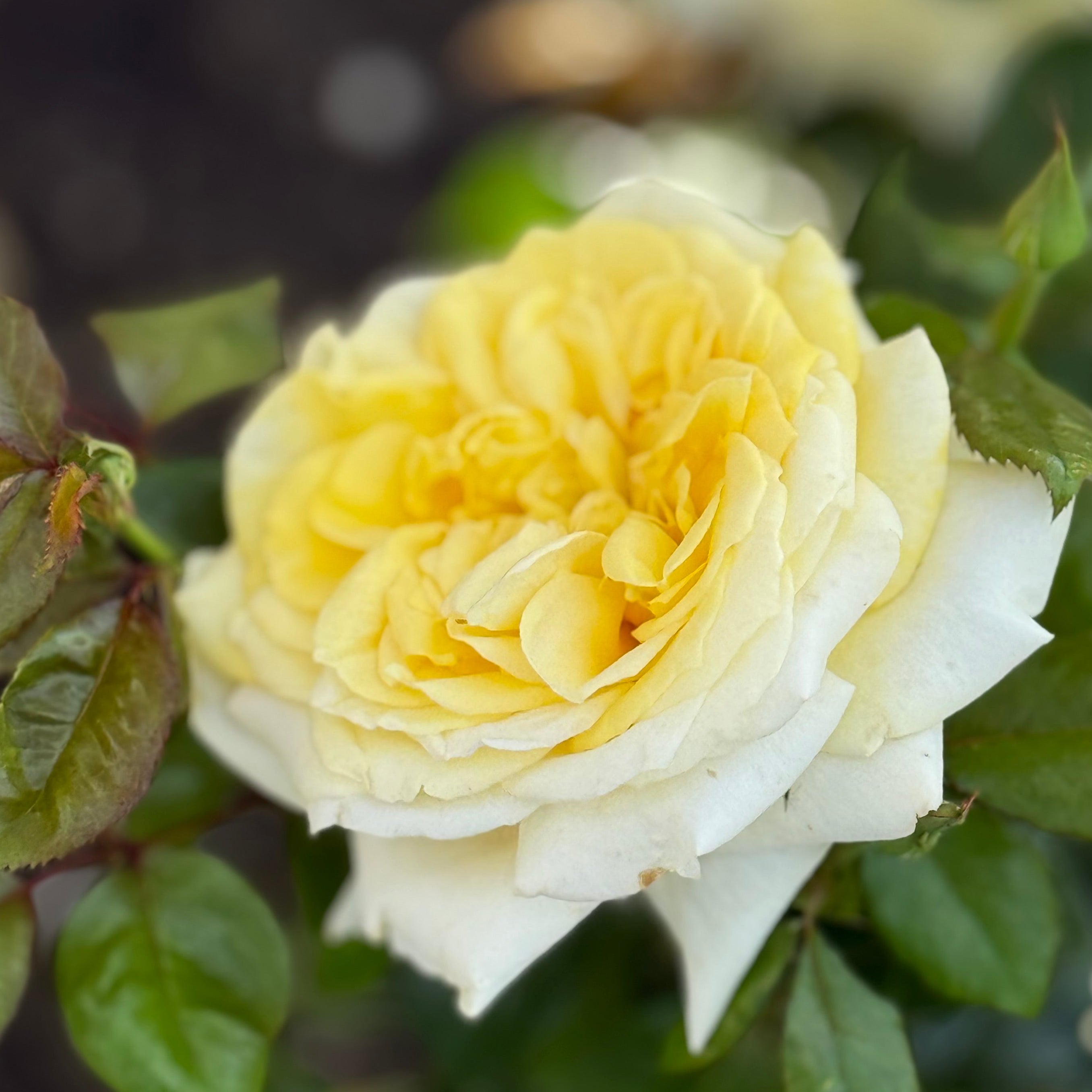 Lemontini™ Potted Rose Bush