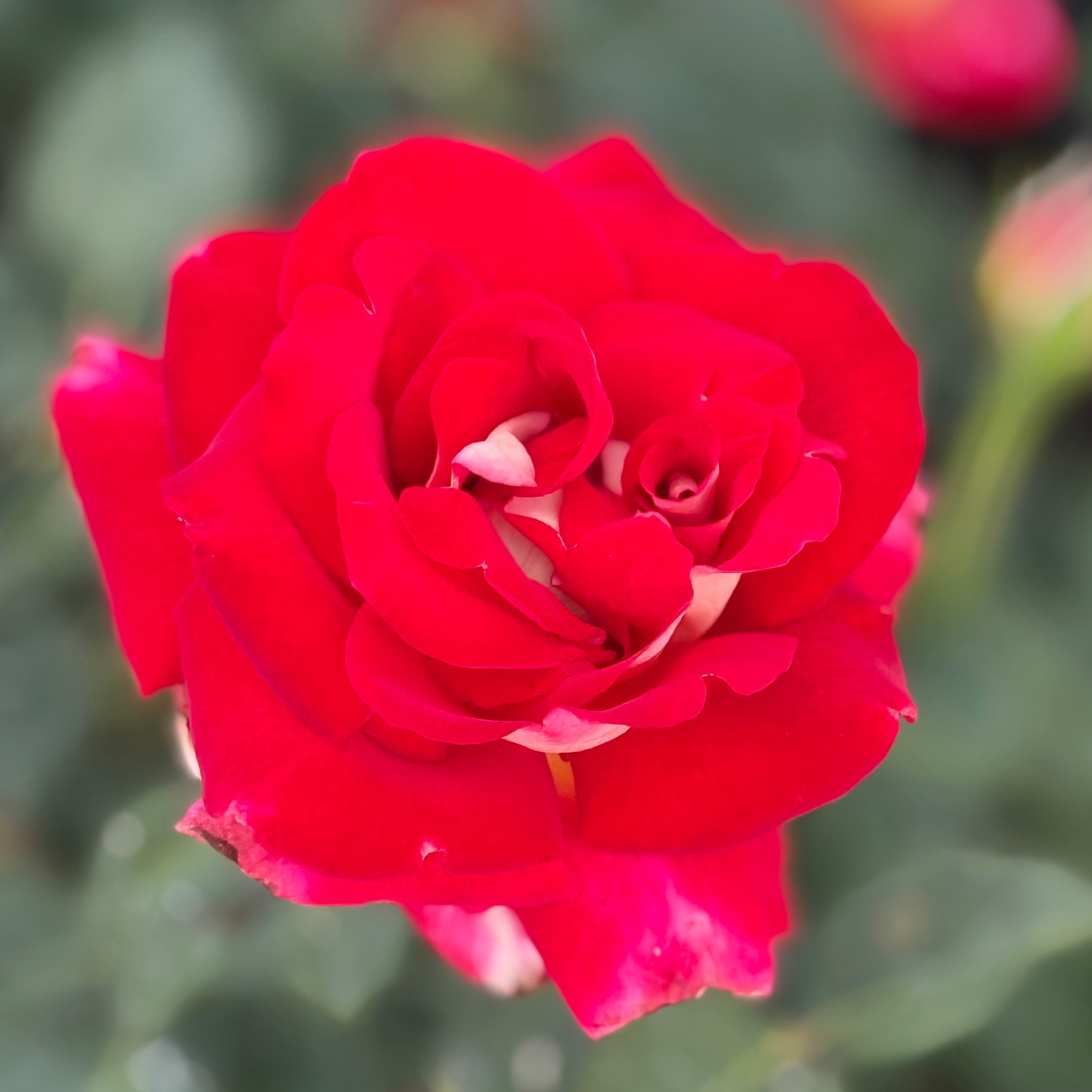 Ninety-Niner Potted Rose Bush | Red White Hybrid Tea Rose | Grace
