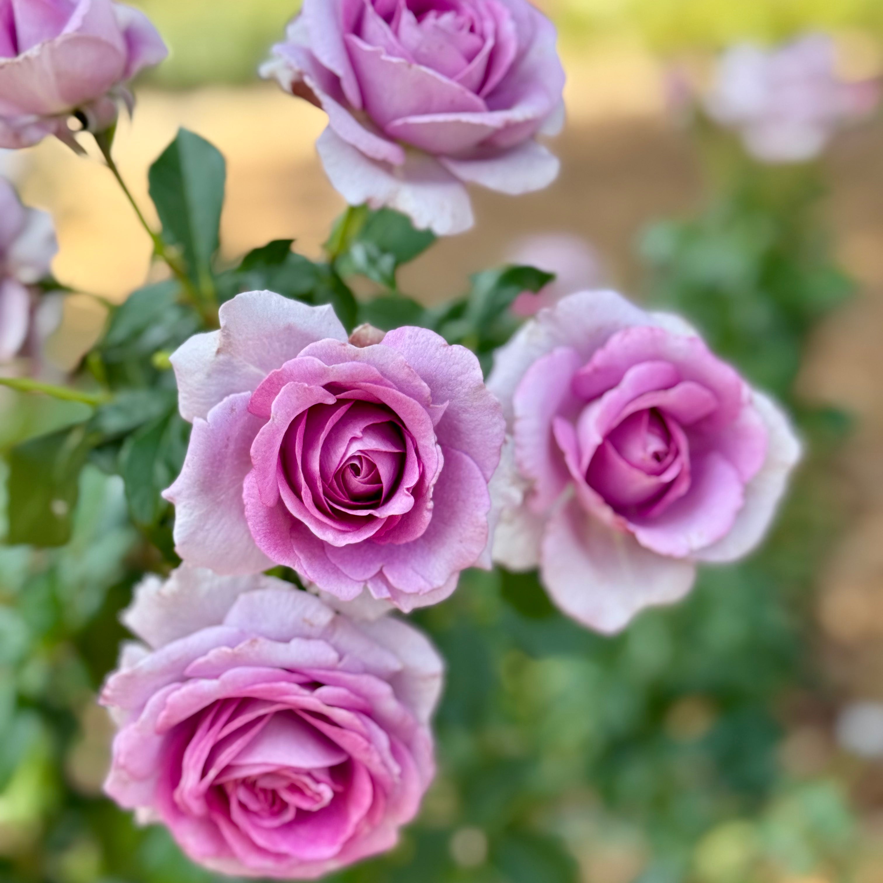 Veranda® Lavender Potted Rose Bush