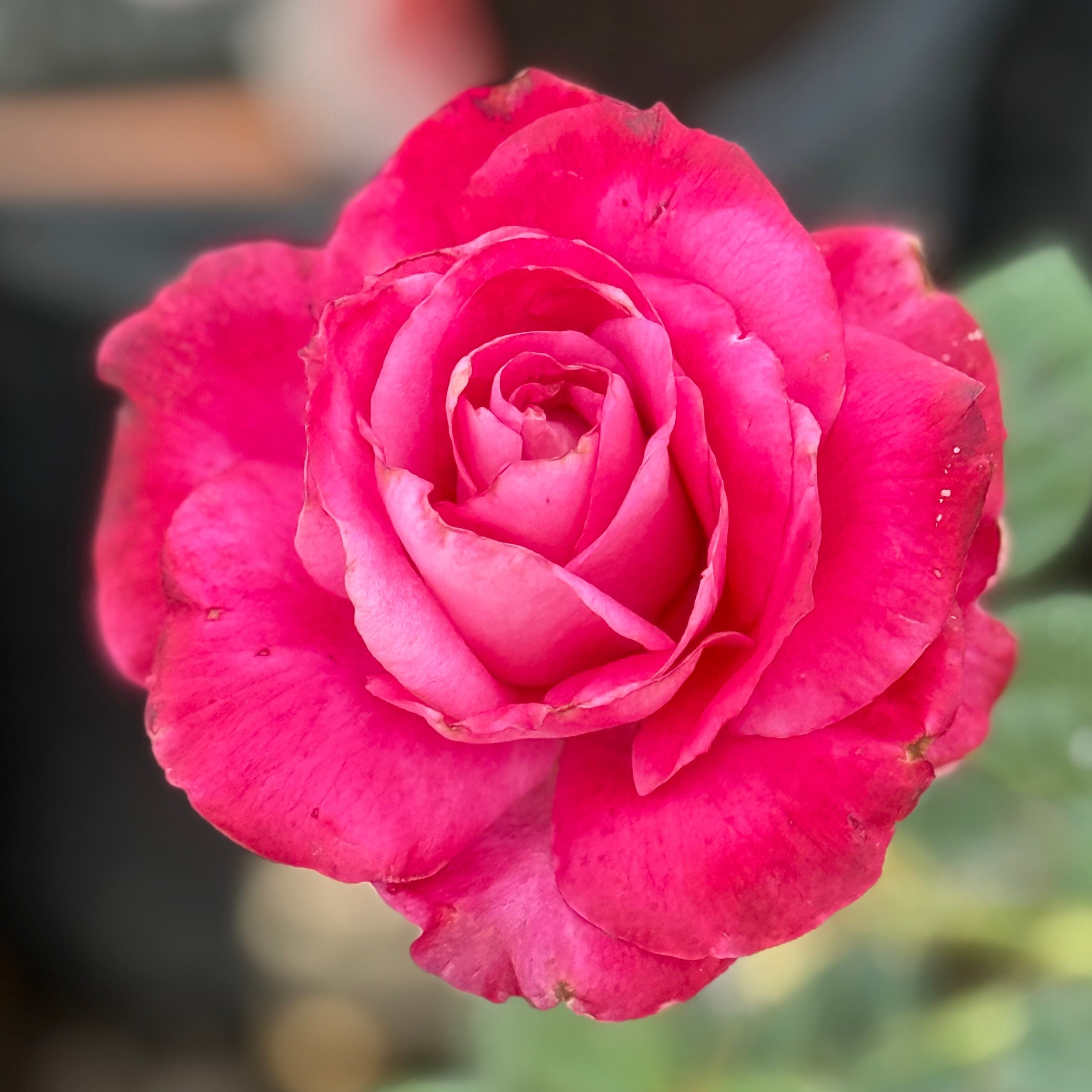 Girl's Night Out™ Bare Root Rose Bush