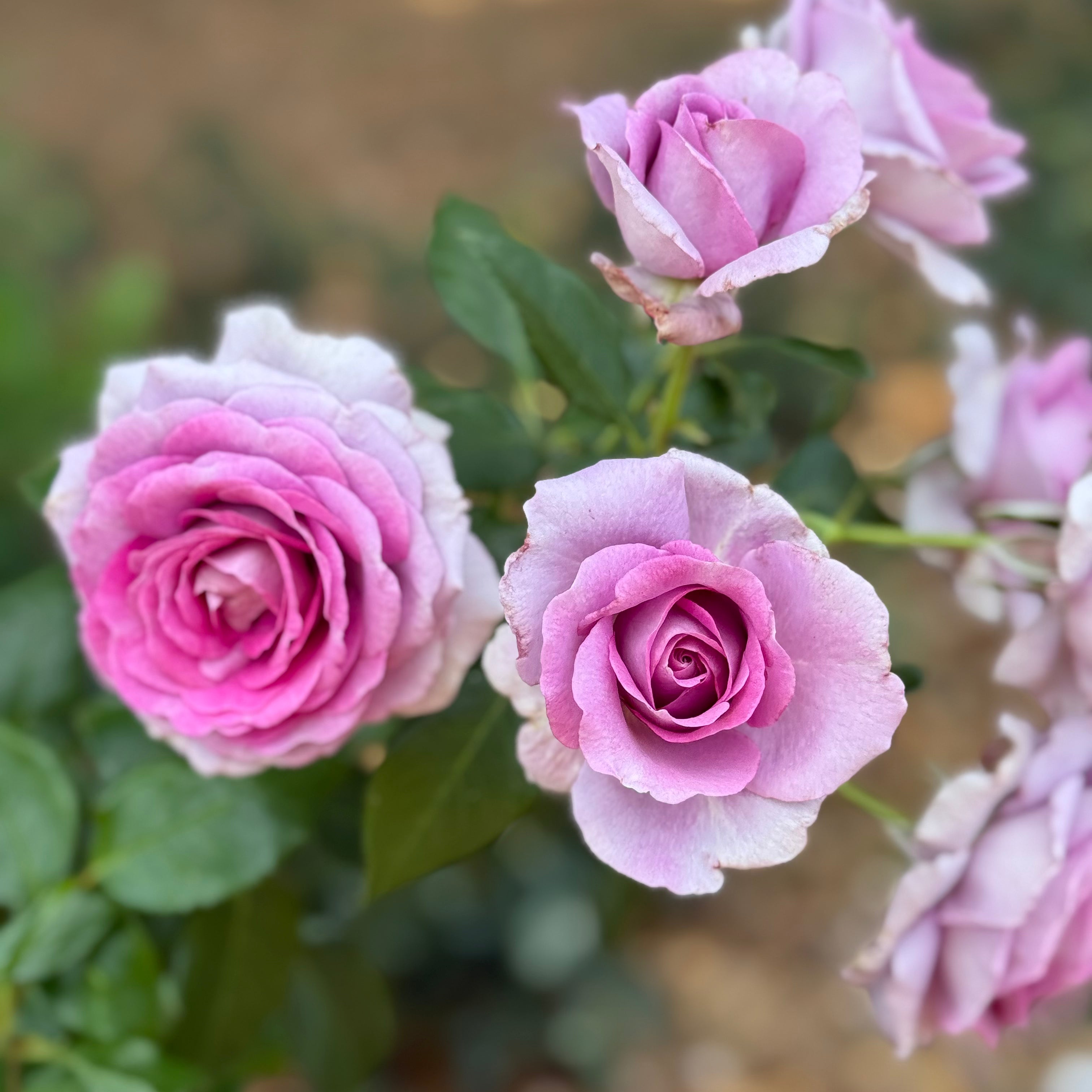 Veranda® Lavender Potted Rose Bush