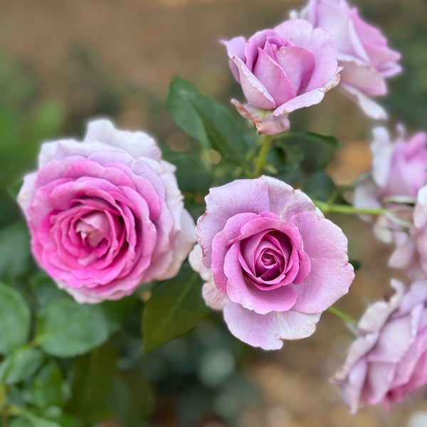 Veranda® Lavender™  Bare Root Rose Bush