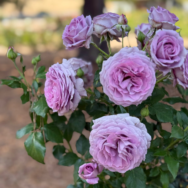 Veranda® Lavender™  Bare Root Rose Bush