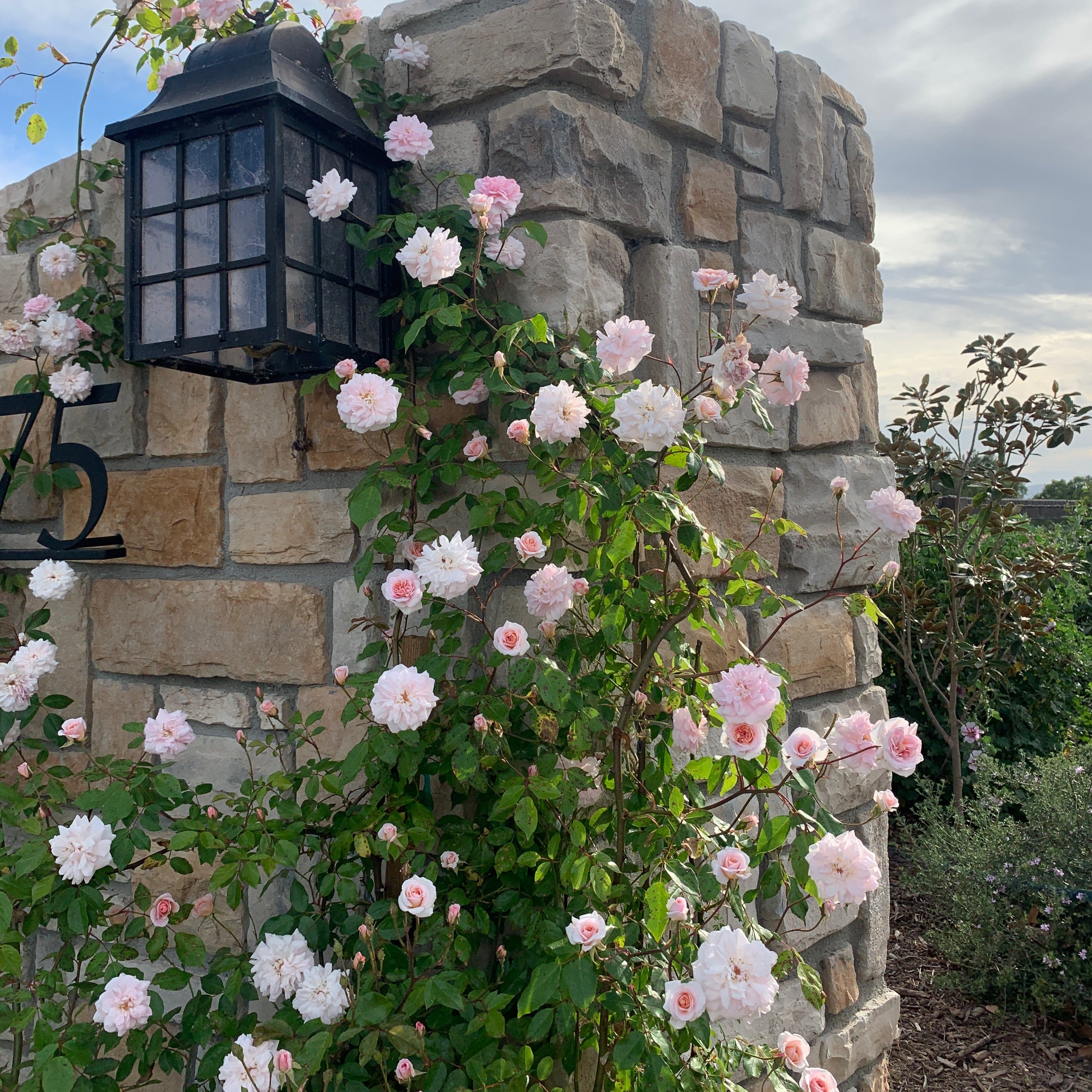Cecile Brunner Bare Root Climbing Rose