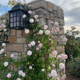 Cecile Brunner™ Bare Root Climbing Rose