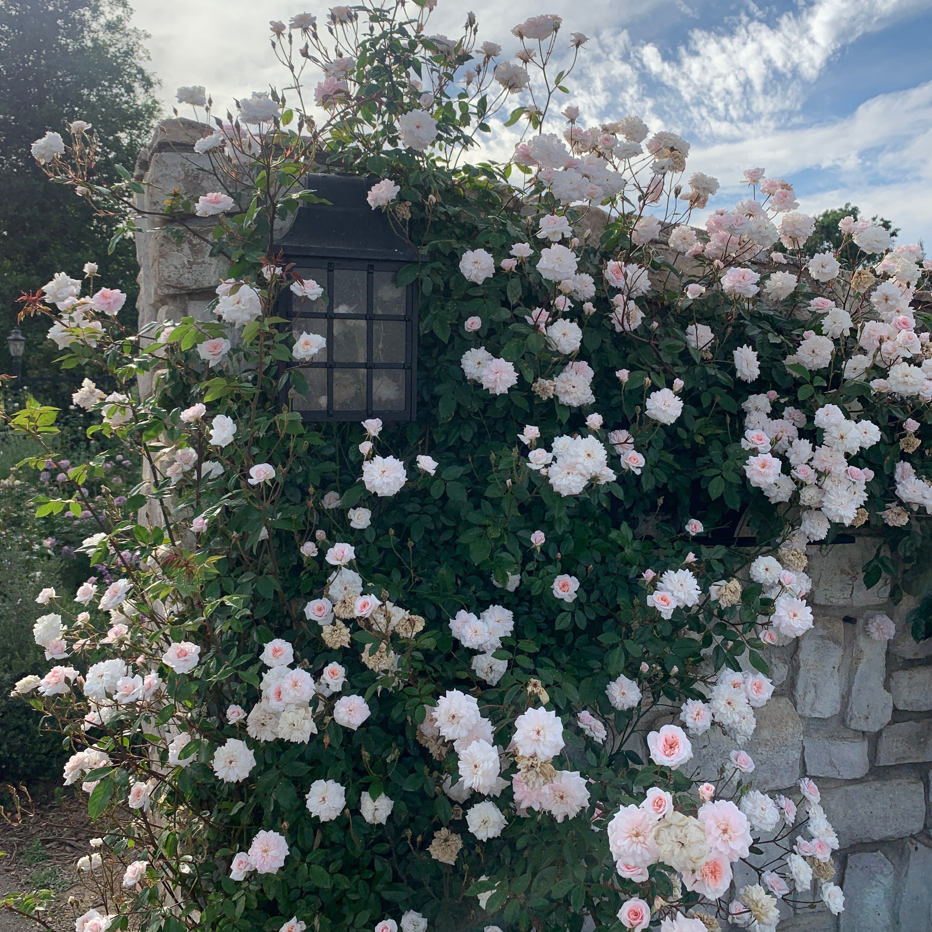 Cecile Brunner™ Bare Root Climbing Rose